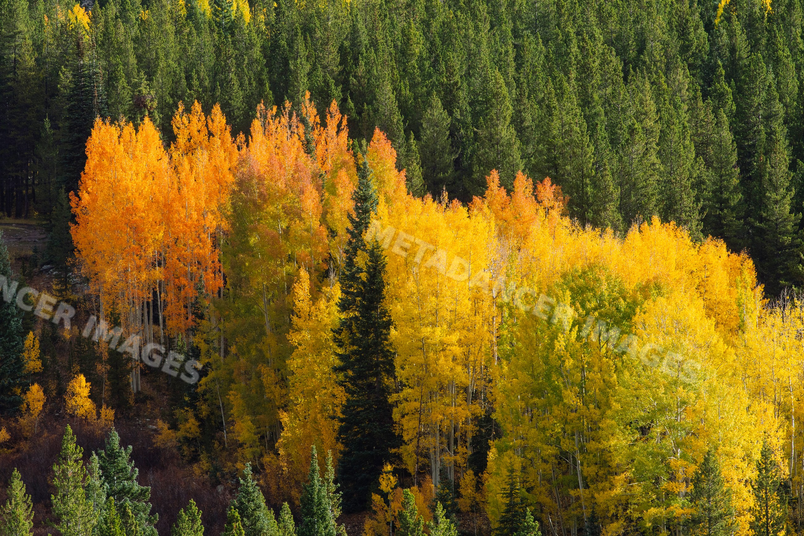Autumn aspen and evergreen trees displaying fall colors