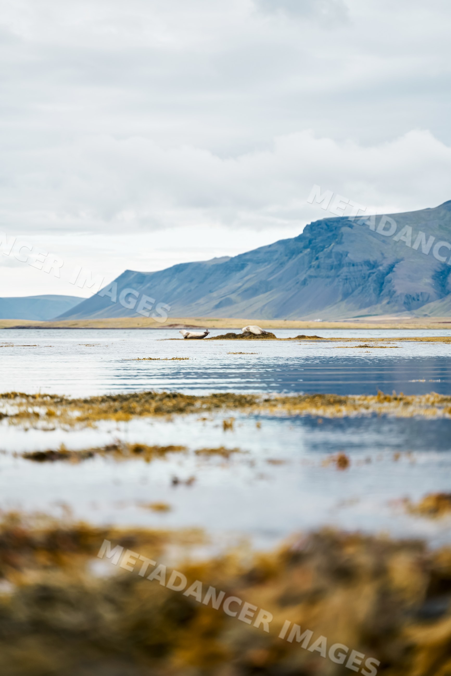 Two seals resting on a rocky shoreline with mountains