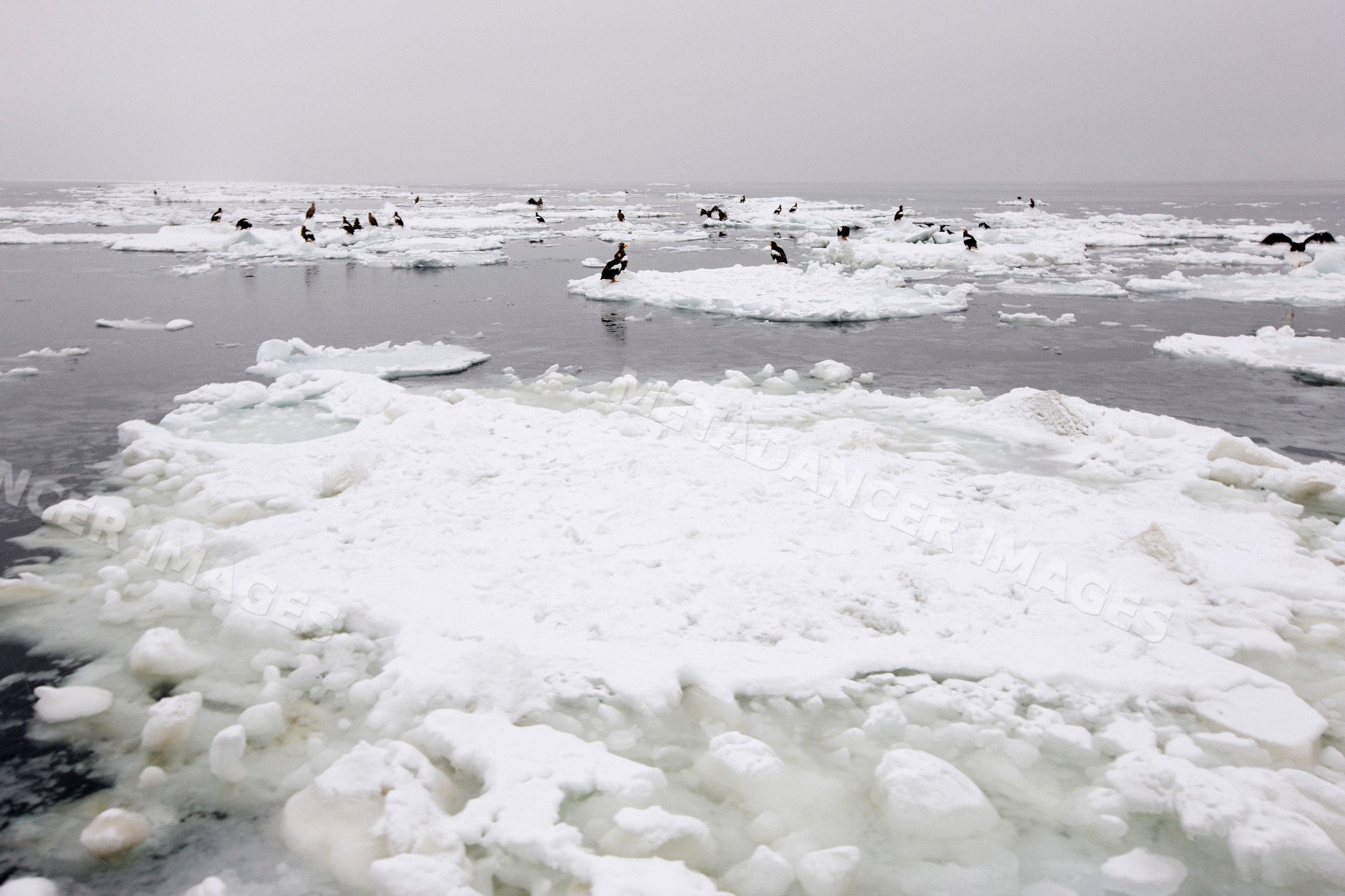 Steller's sea eagles resting on ice floes