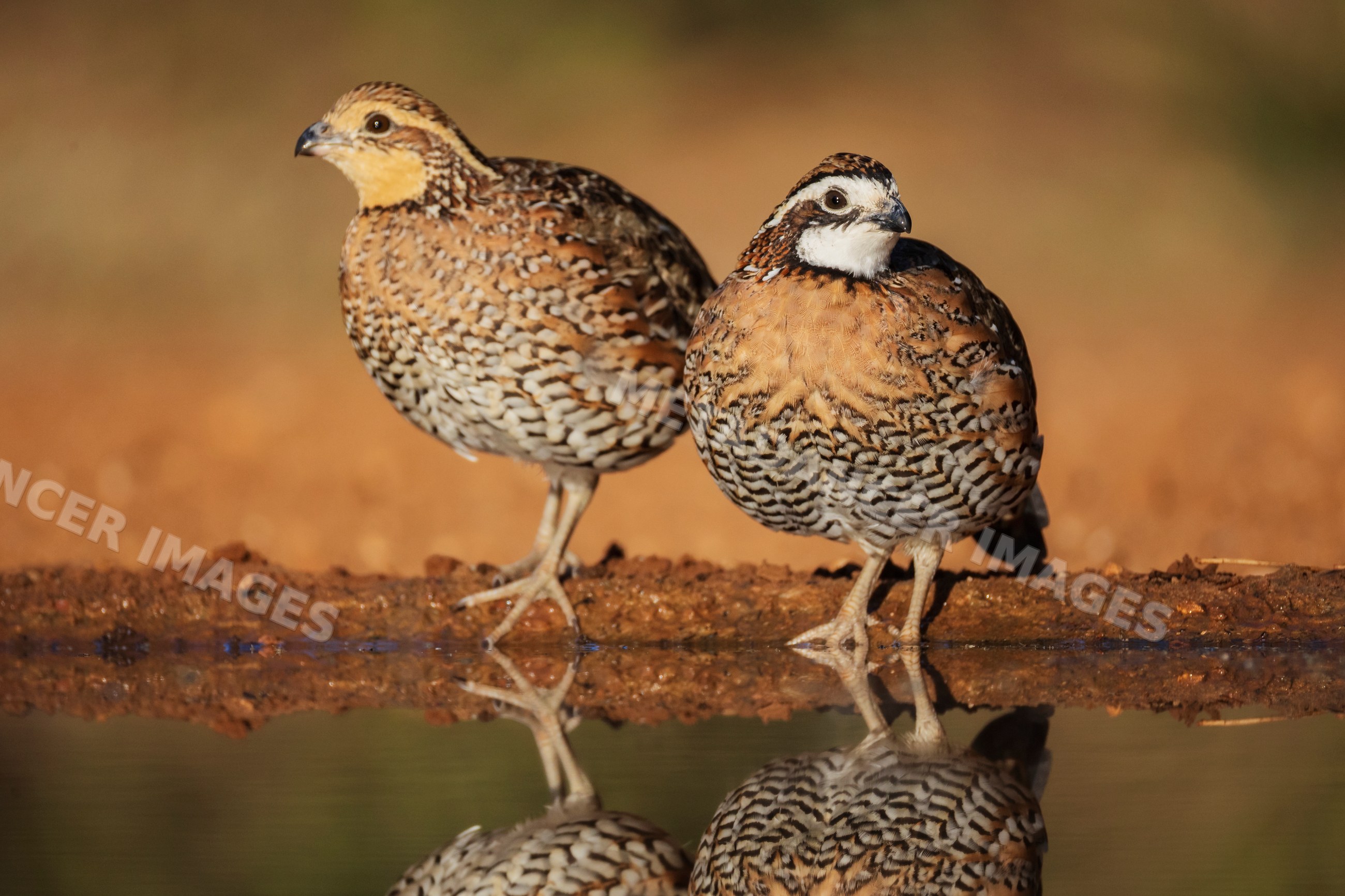 Bobwhite Quail standing by water at santa clara Ranch