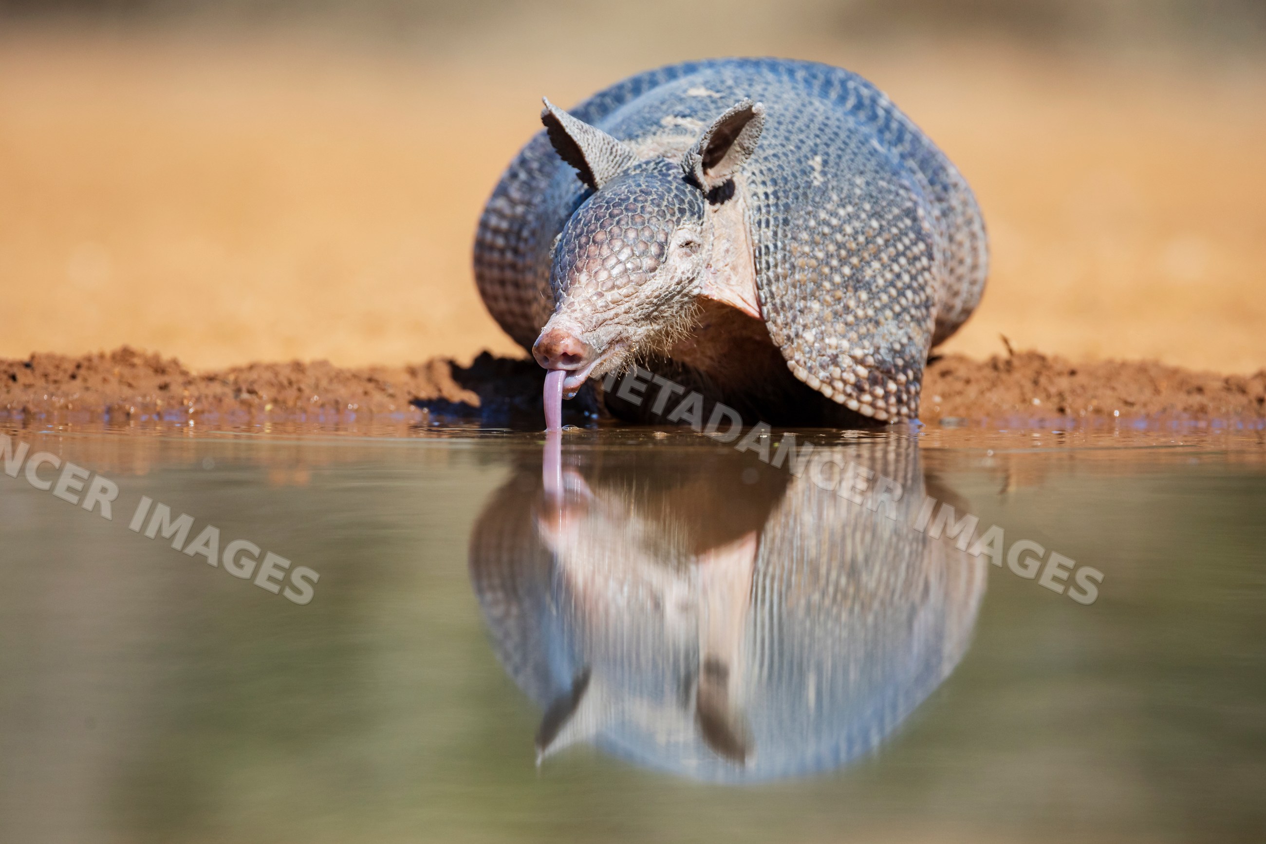 Armadillo drinking water at santa clara ranch