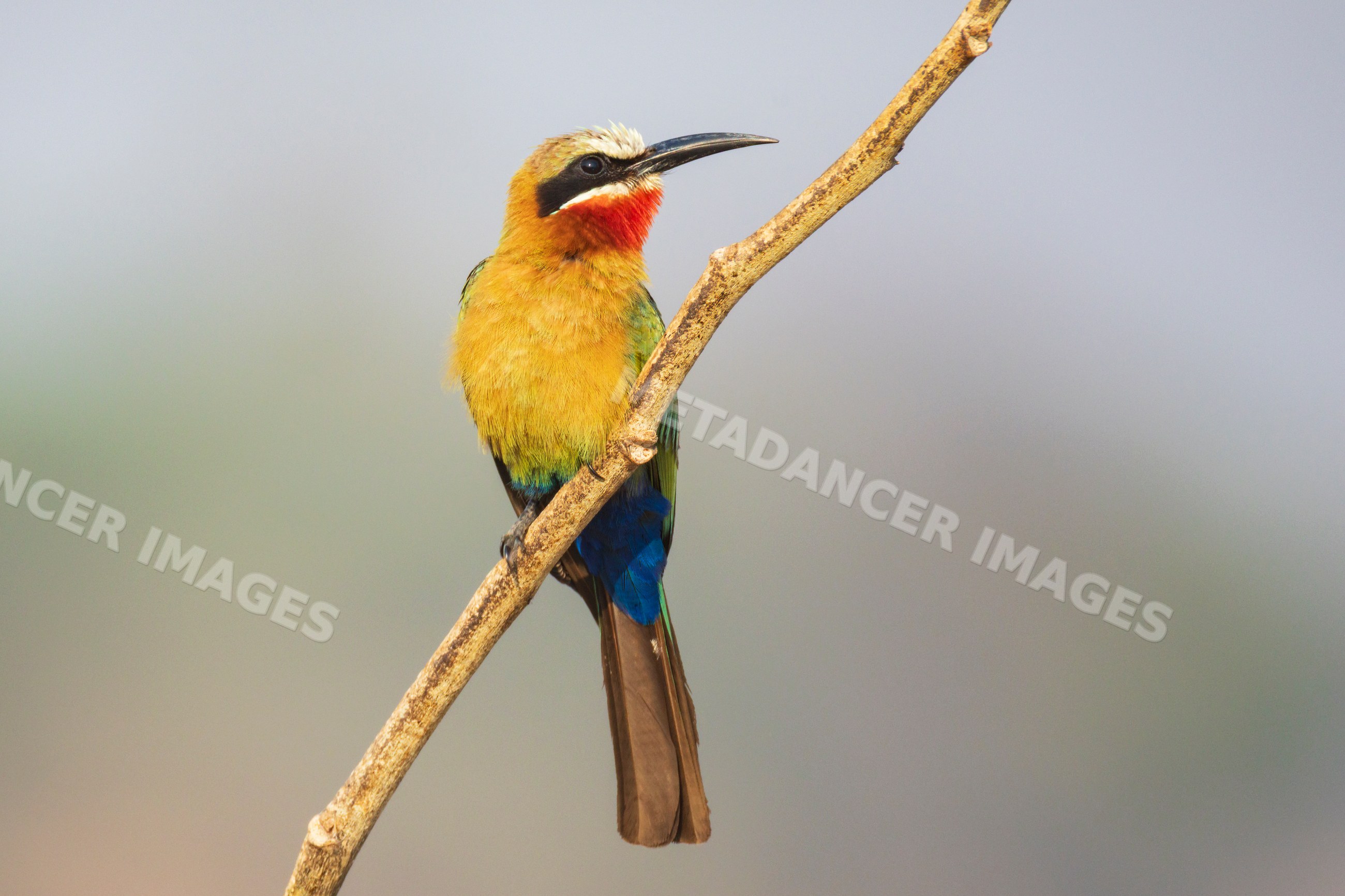 White-Fronted Bee-Eater perched on branch in a park