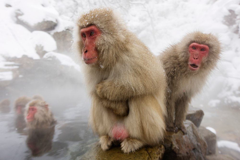 Japanese macaques warming in hot spring, nagano, japan