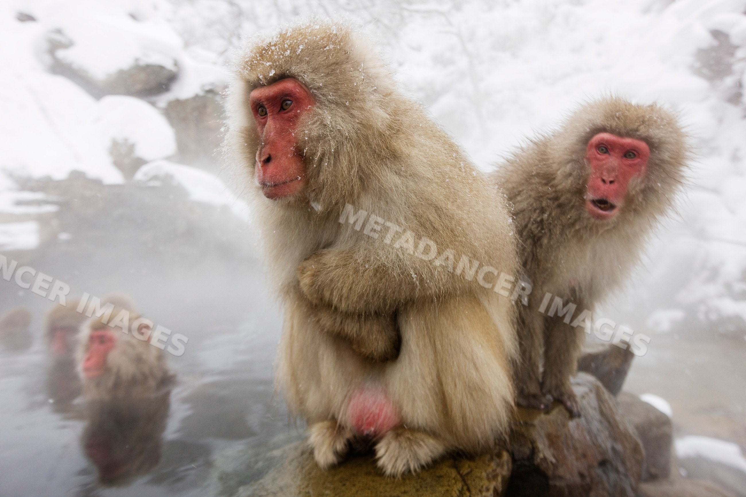 Japanese macaques warming in hot spring, nagano, japan