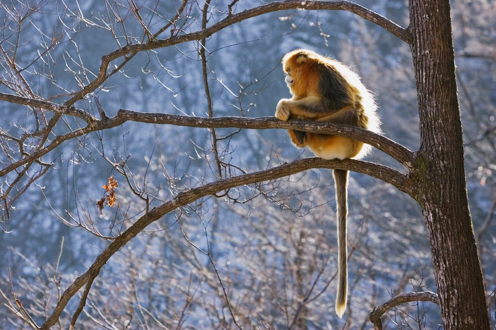 Golden monkey resting on tree branch, shaanxi province