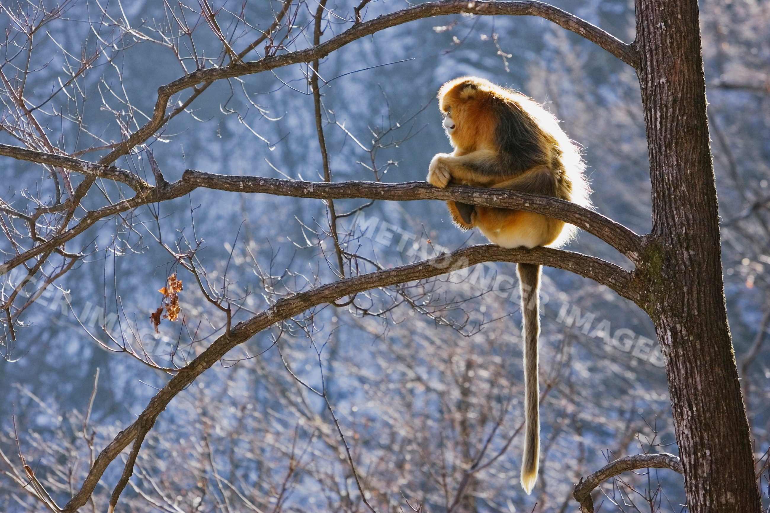 Golden monkey resting on tree branch, shaanxi province