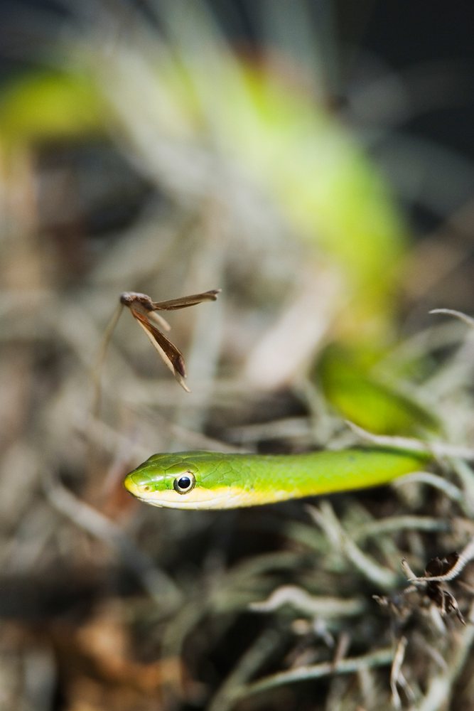 Green tree snake resting in natural outdoor setting