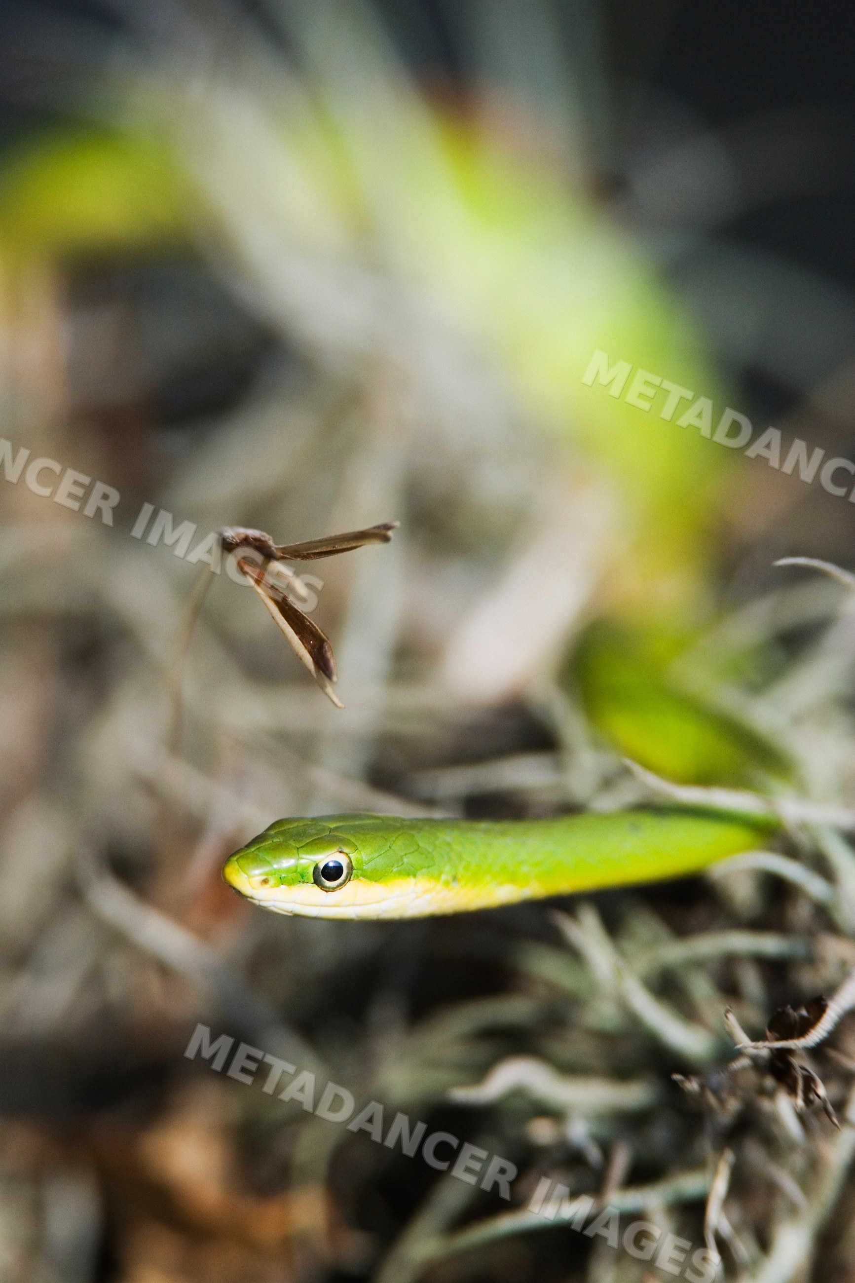 Green tree snake resting in natural outdoor setting