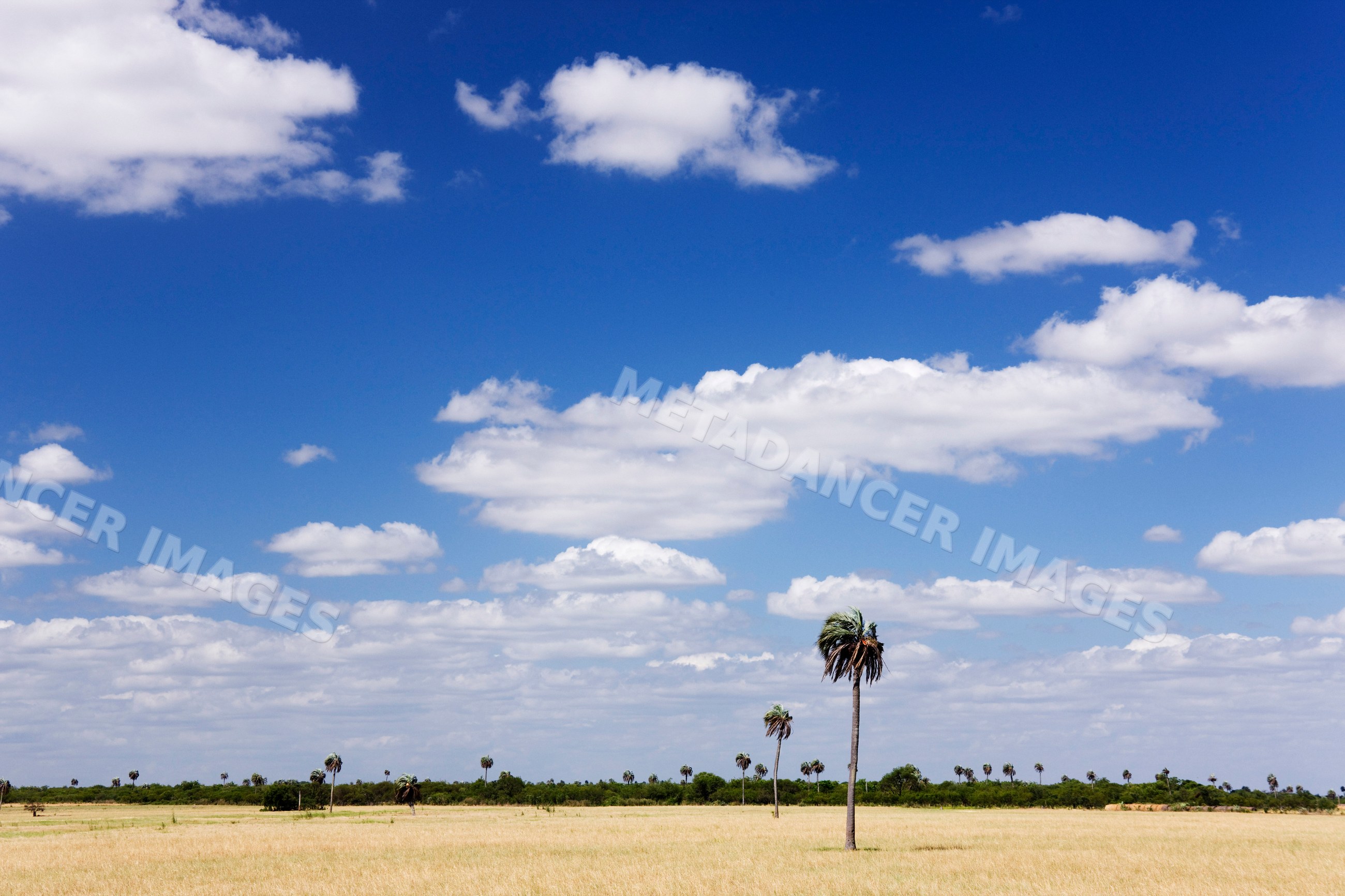 Savanna landscape with palm trees argentina