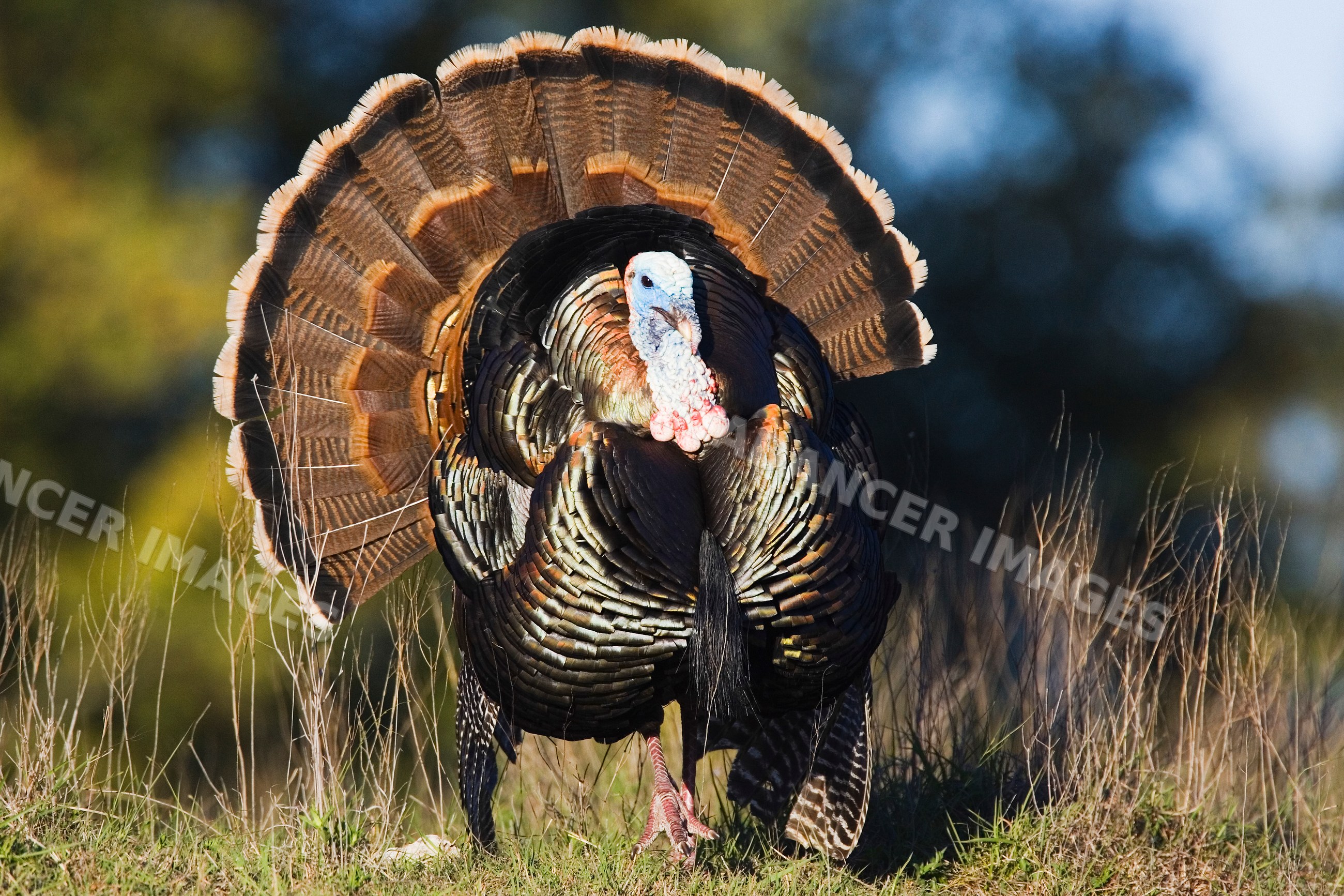 Wild male turkey displaying fan tail in Texas outdoor environment