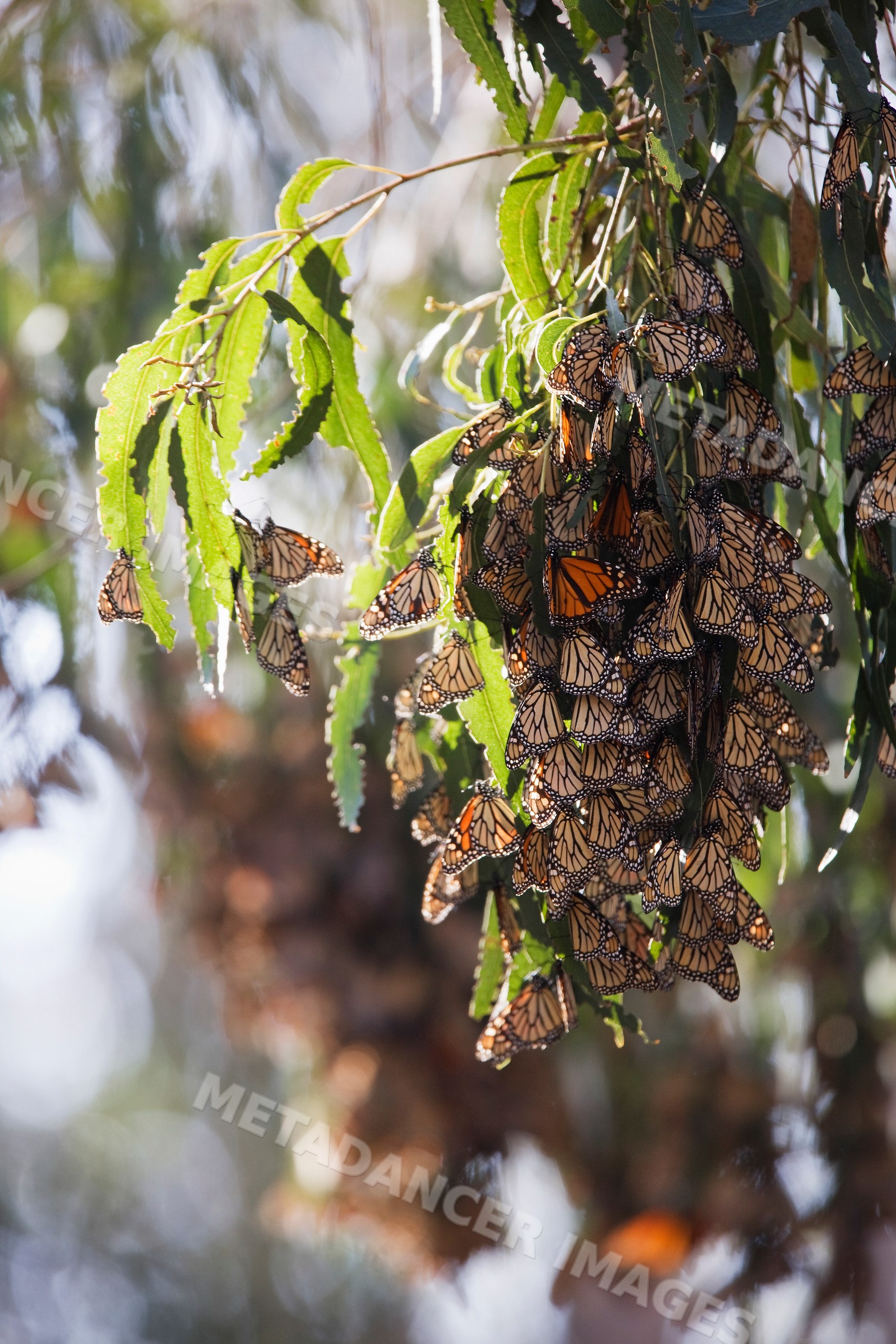 Monarch butterflies cluster resting on tree leaves outdoors