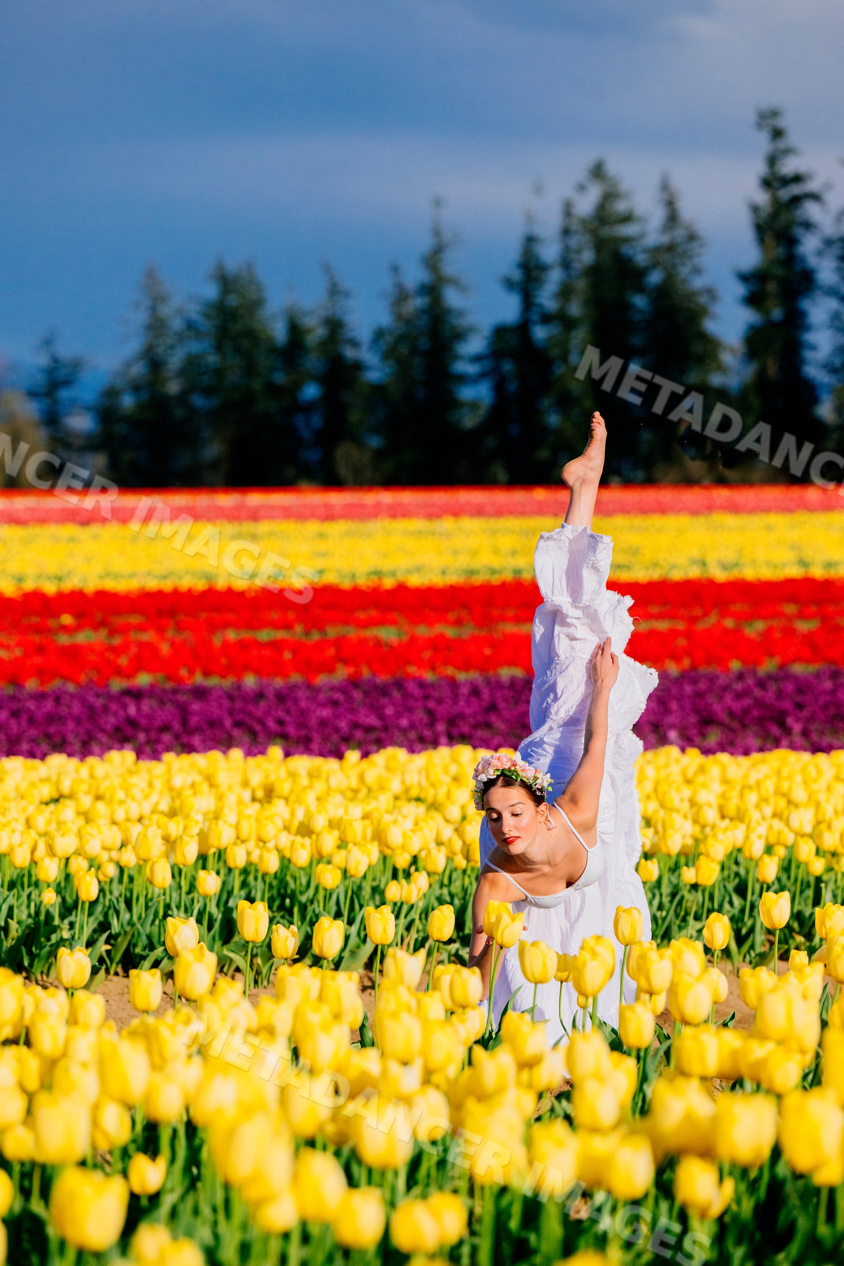 Ballet white dancer performing in vibrant tulip field