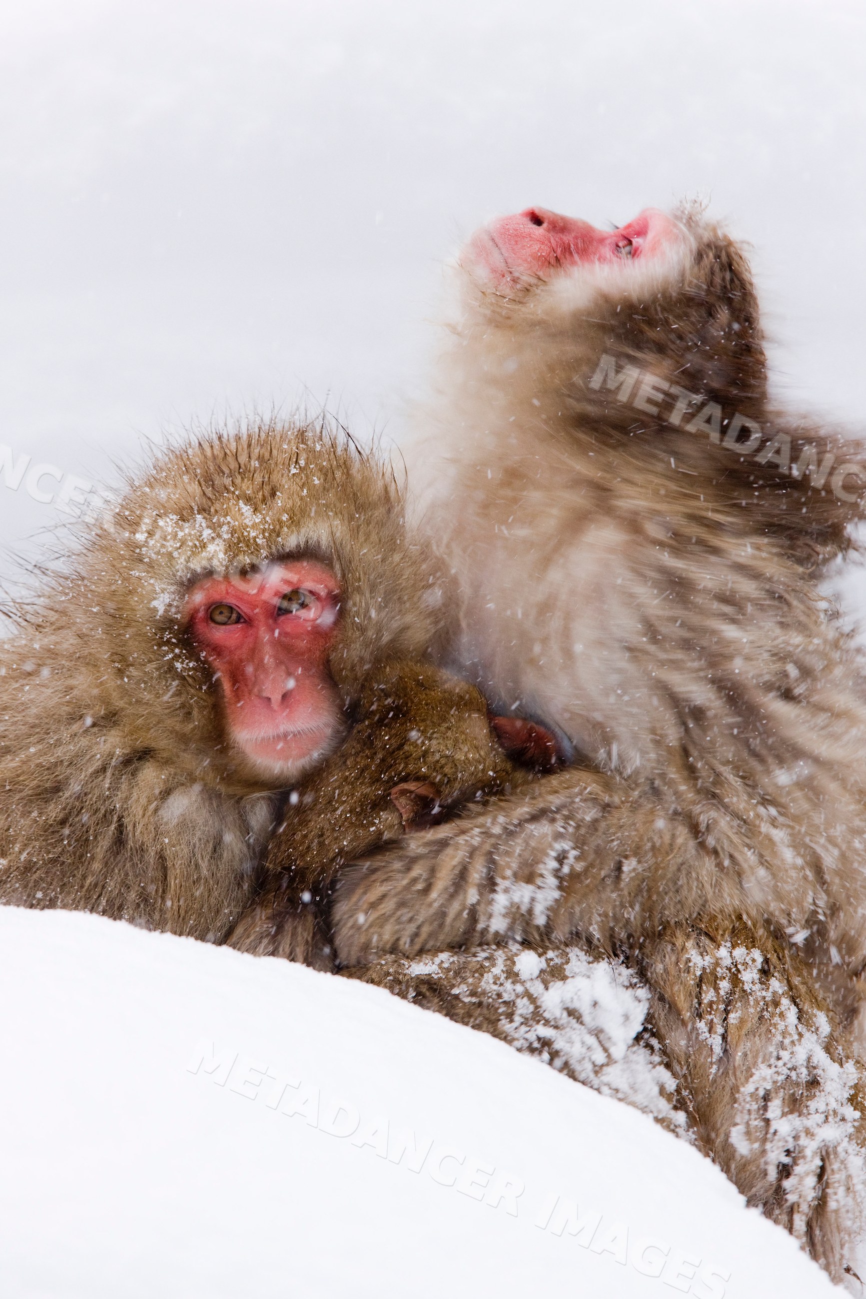 Japanese macaques huddling in snowy nagano, japan