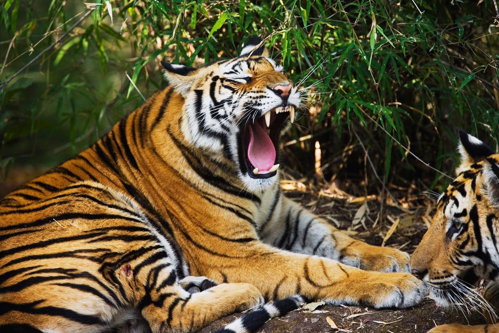 Tiger yawning with mouth open in forest