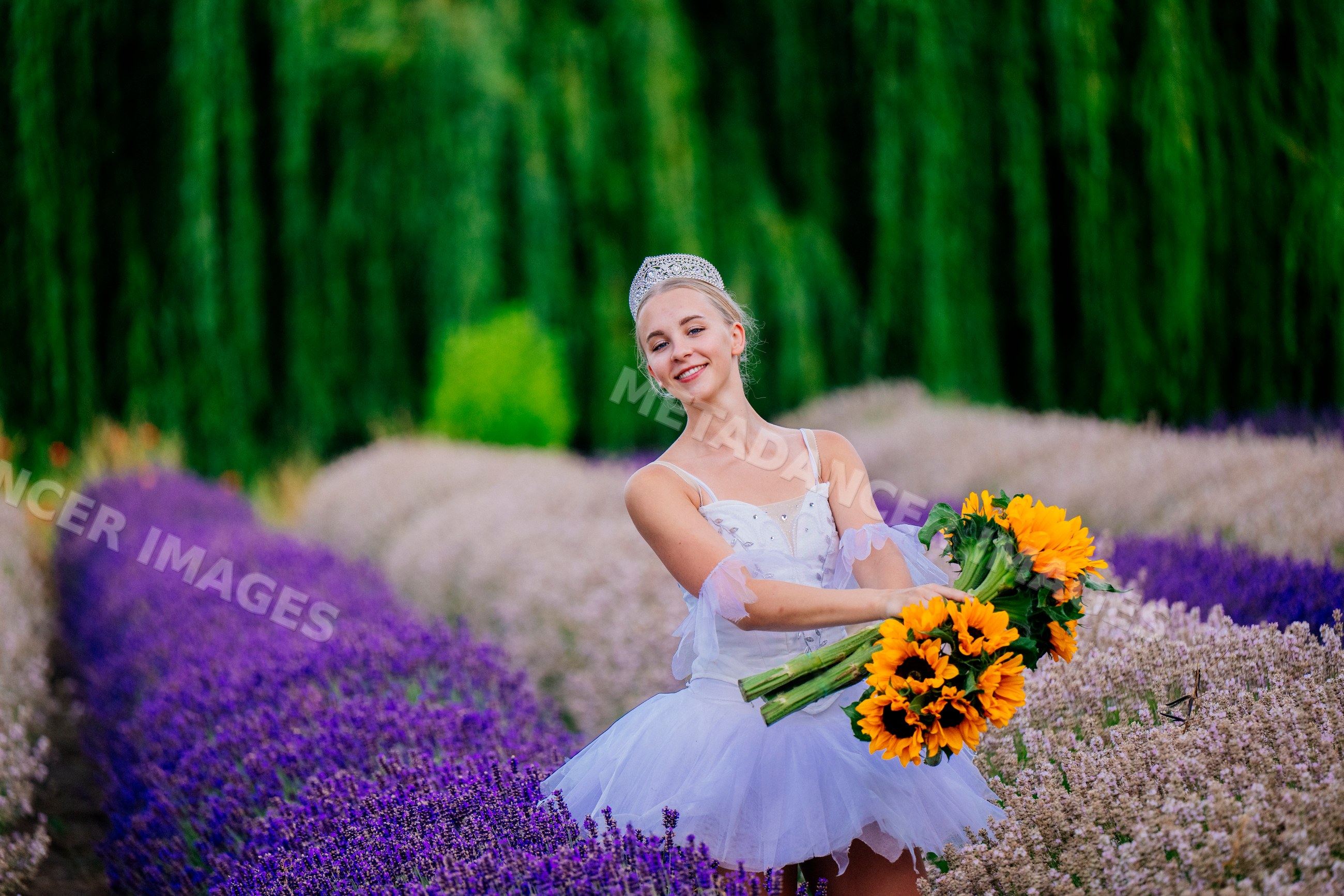 A ballerina holding sunflowers in a vibrant lavender field