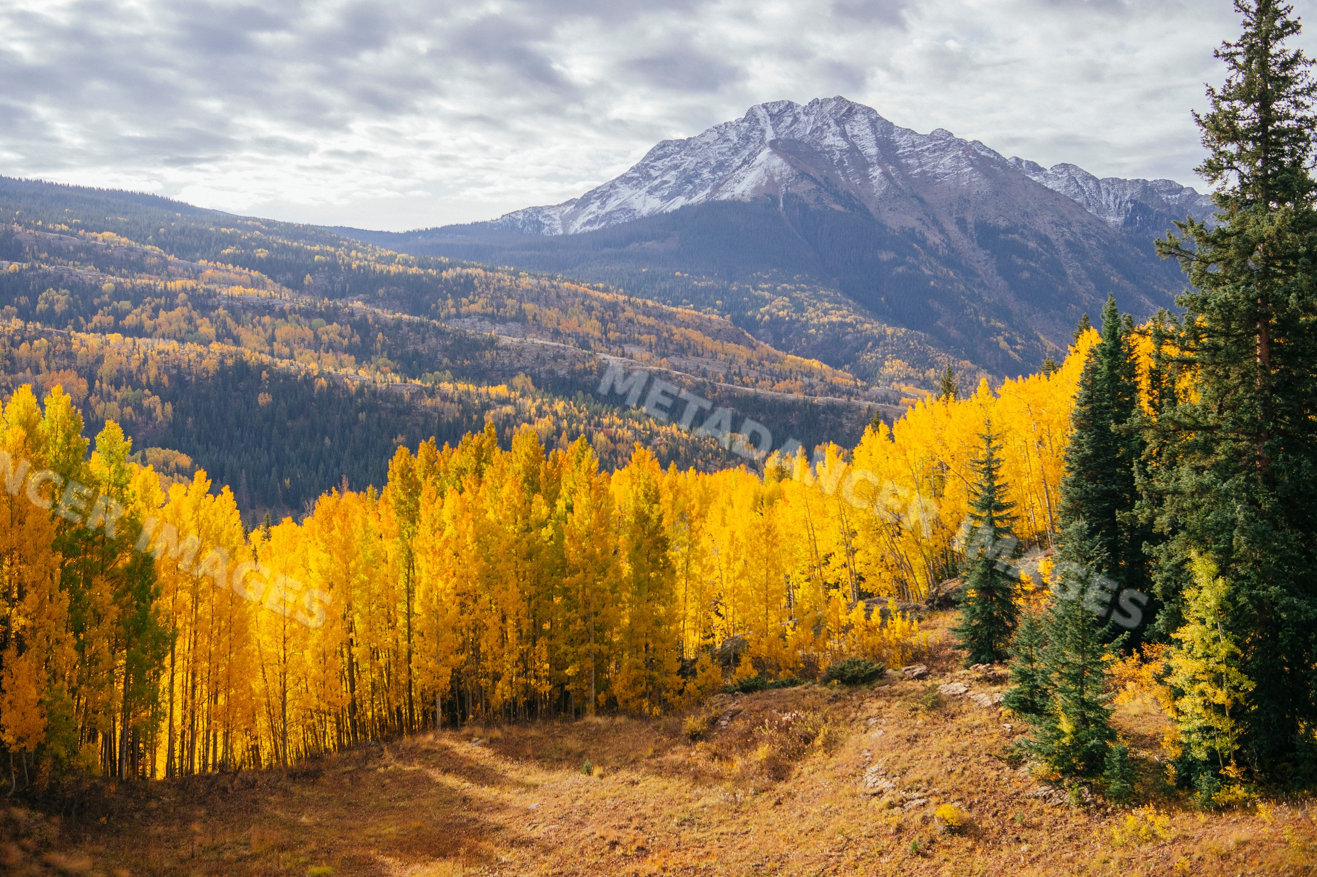 Fall colors brighten forested hillside with snow-capped mountain