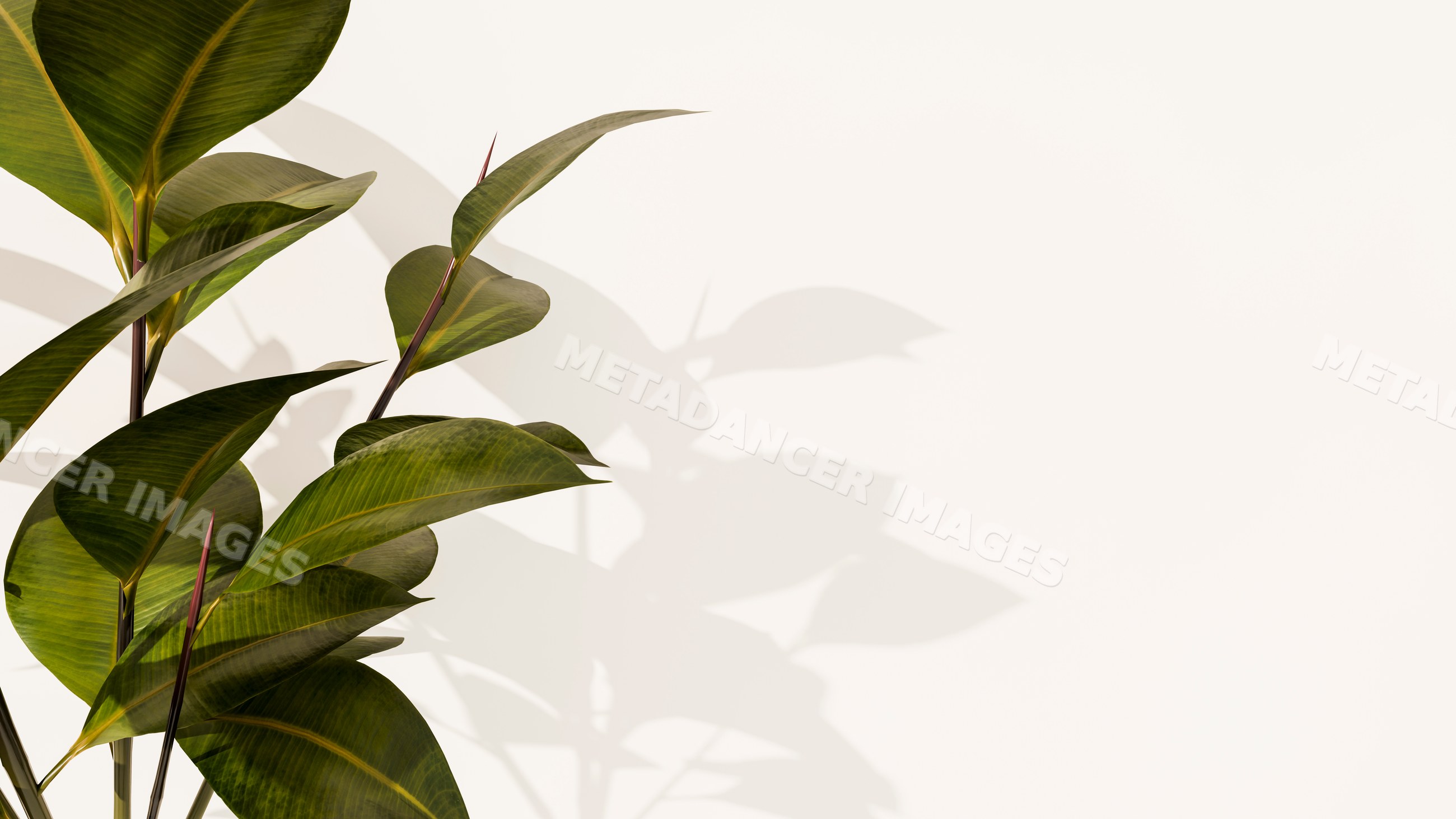 Green tropical plant leaves casting soft shadows on white background