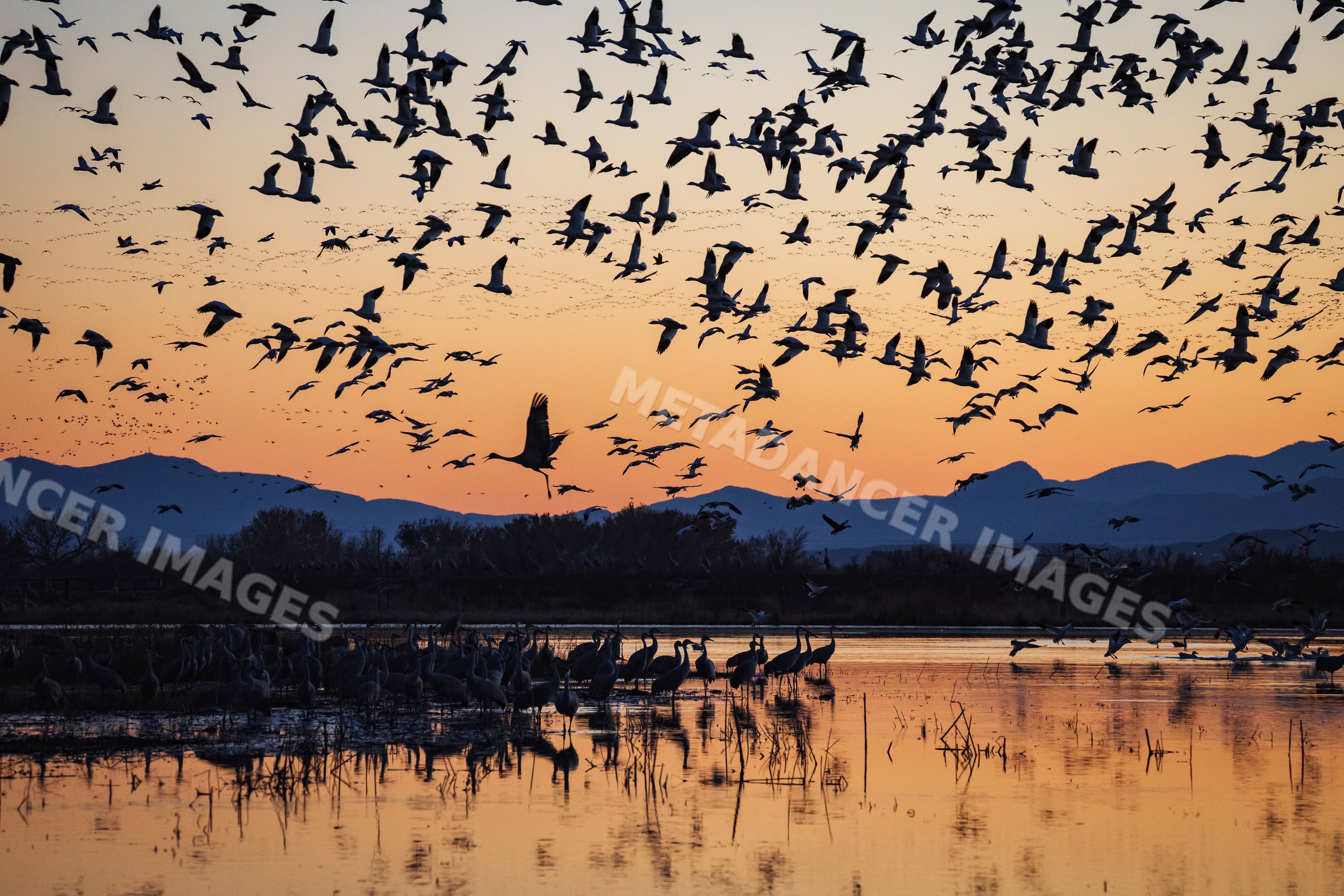 Sandhill Cranes and Snow Geese landing