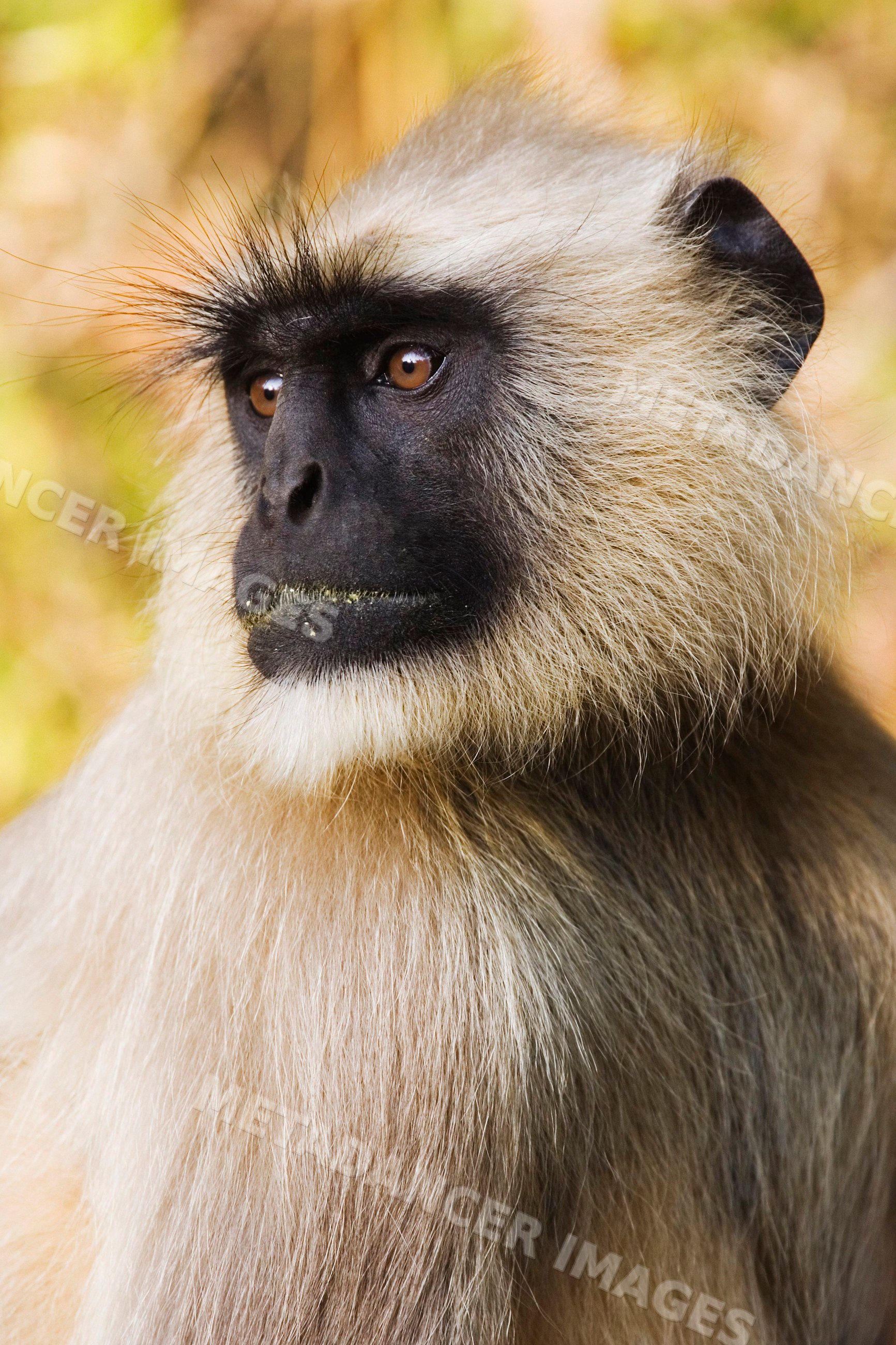 Langur monkey close-up portrait in natural setting