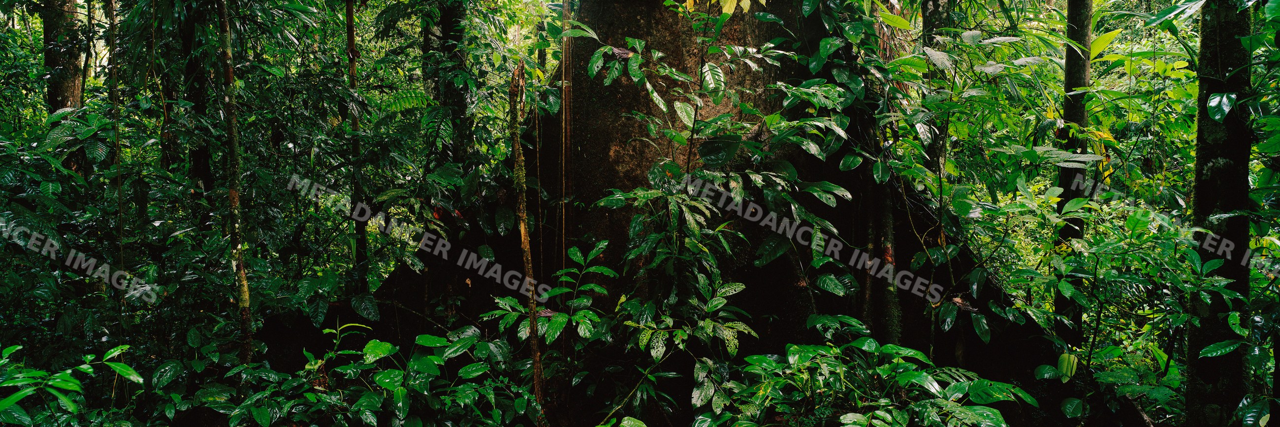 Buttress roots of ironwood tree rainforest