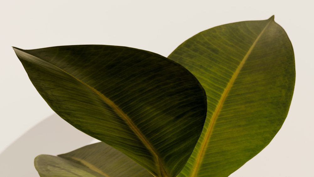 Close-up of large green rubber plant leaves with visible veins
