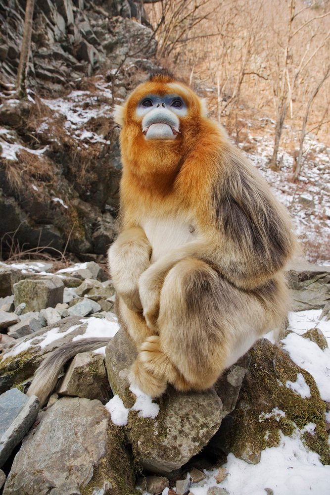 Golden monkey on rock in snowy qinling mountains shaanxi province