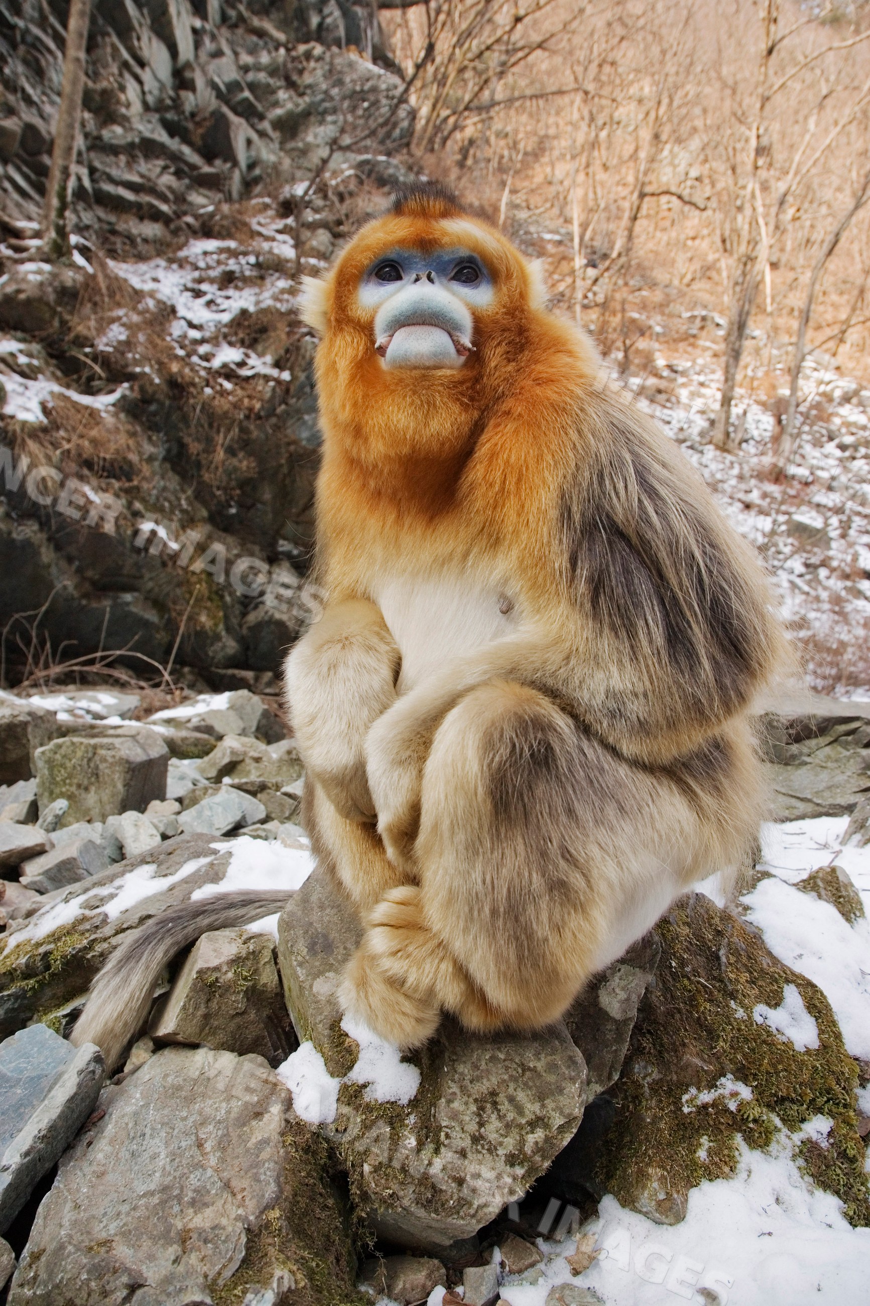 Golden monkey on rock in snowy qinling mountains shaanxi province