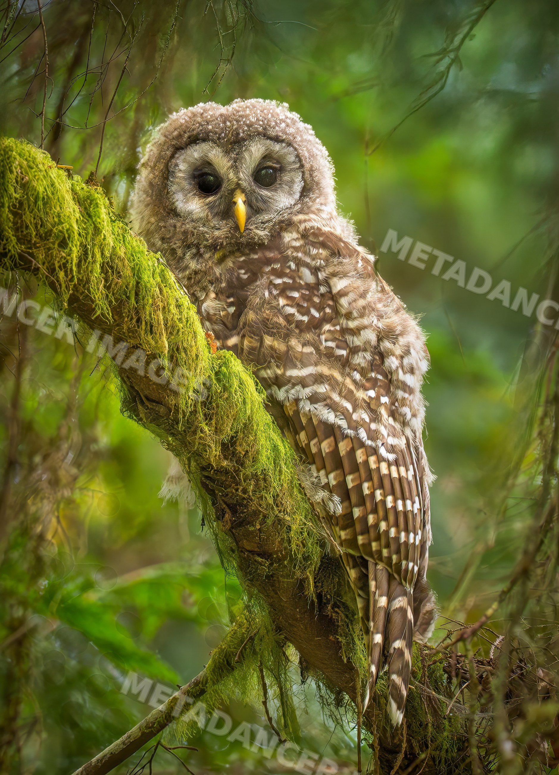 Barred owl perched on moss-covered branch in forest