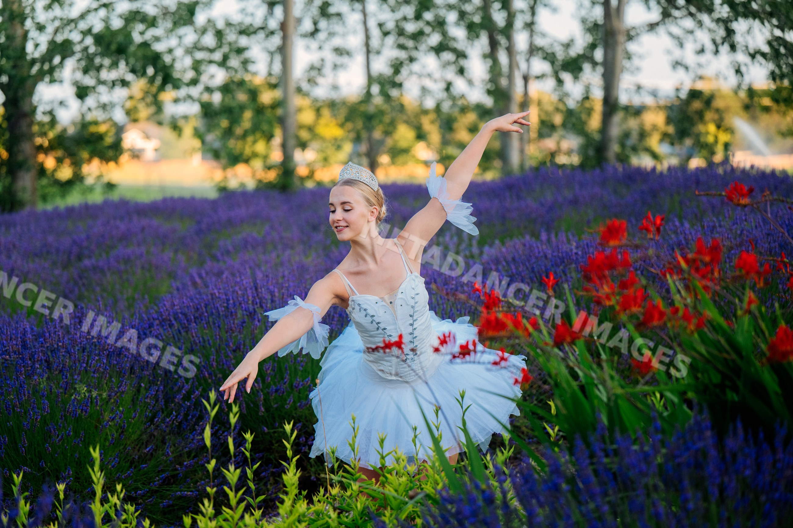 A ballerina dances gracefully in a lavender flower field