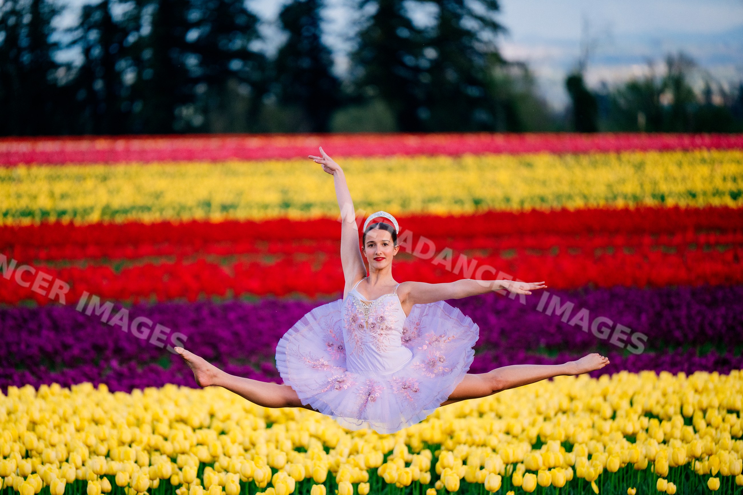 Ballet white dancer leaping over vibrant tulip field