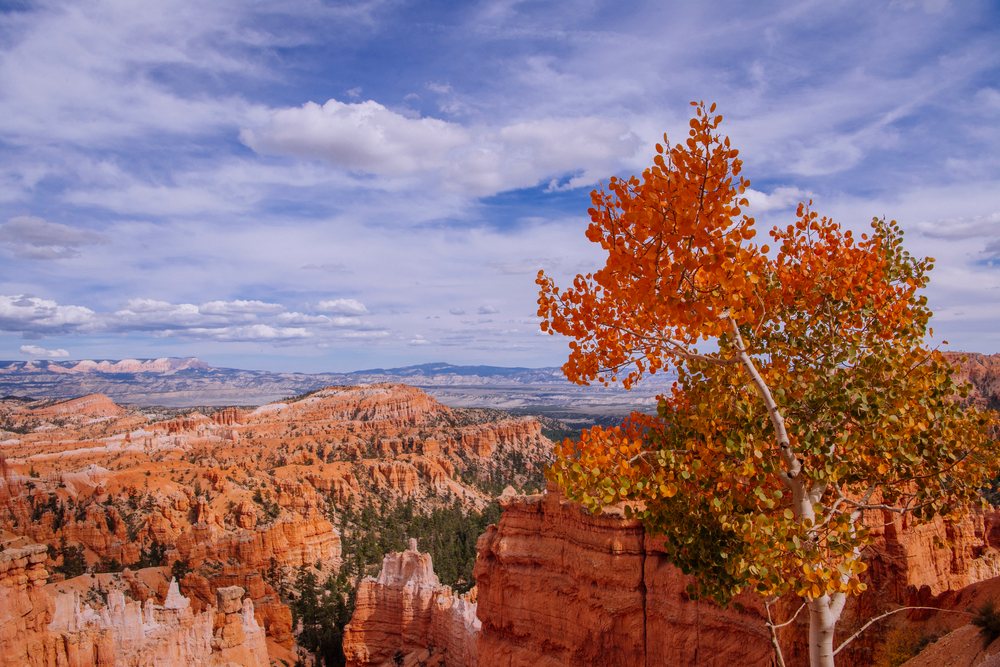 Autumn tree overlooks Bryce Canyon rock formations
