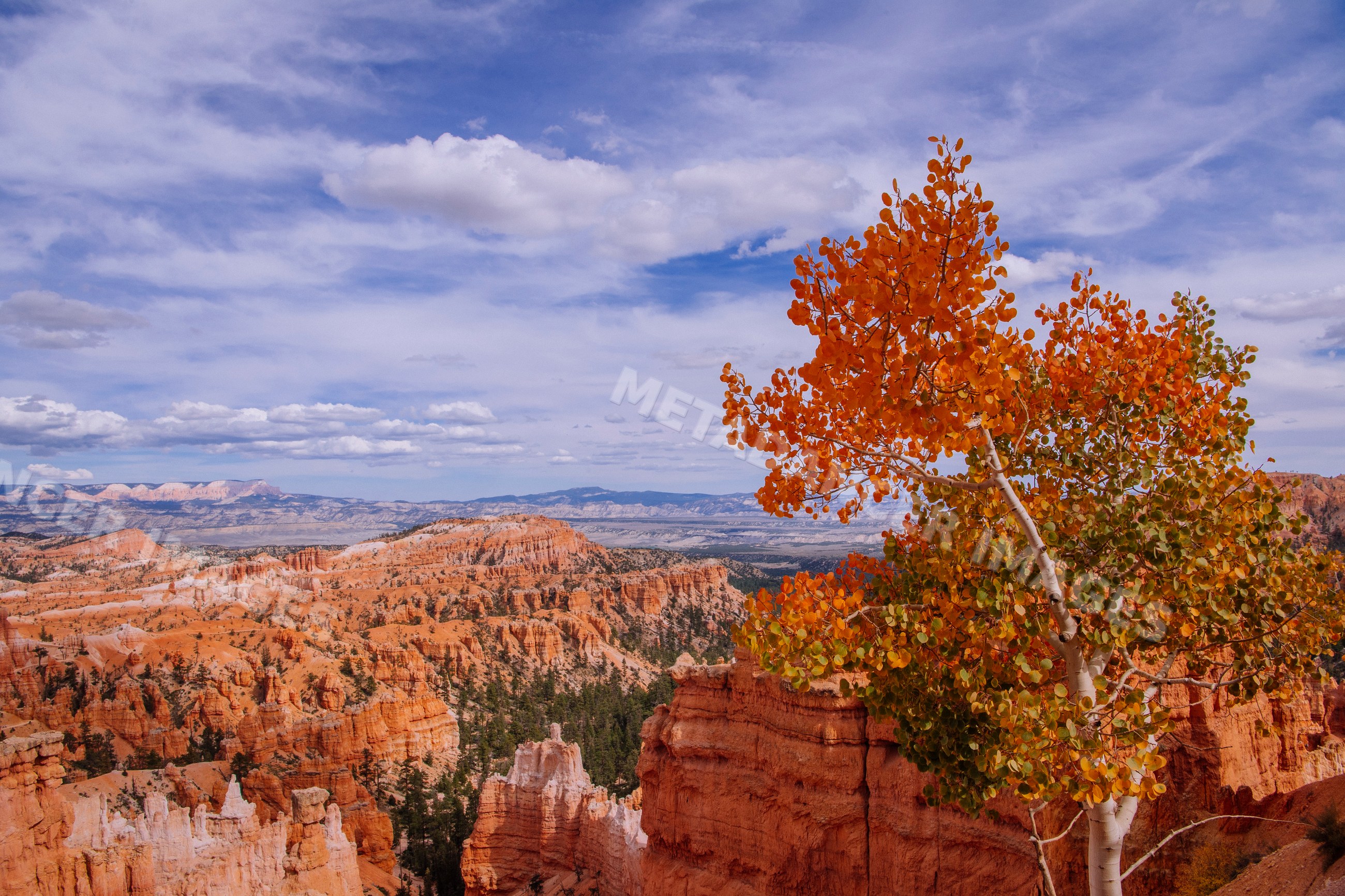 Autumn tree overlooks Bryce Canyon rock formations