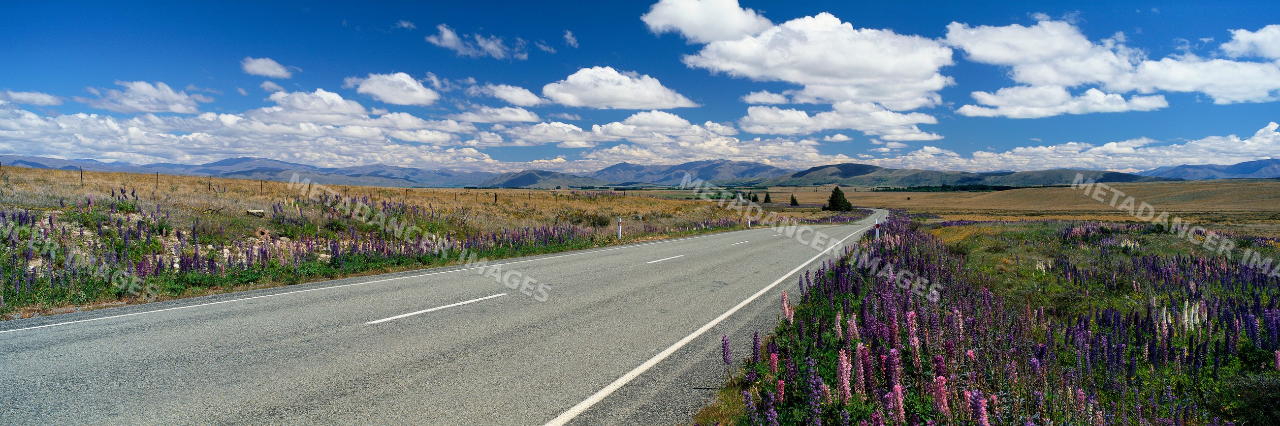 Country road winding through lupine flower fields and mountains
