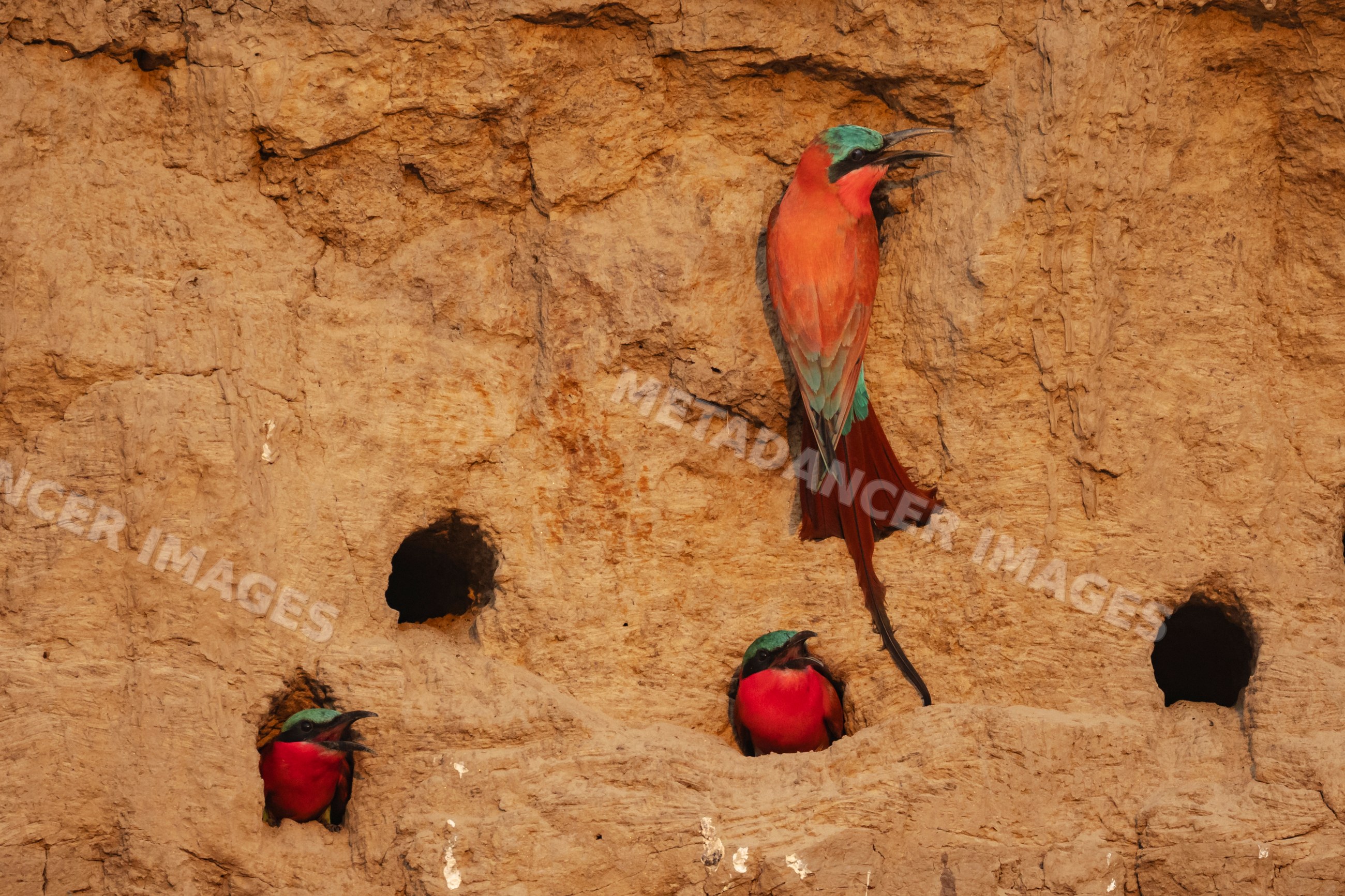 Carmine bee-eaters nesting in mud wall holes in a park