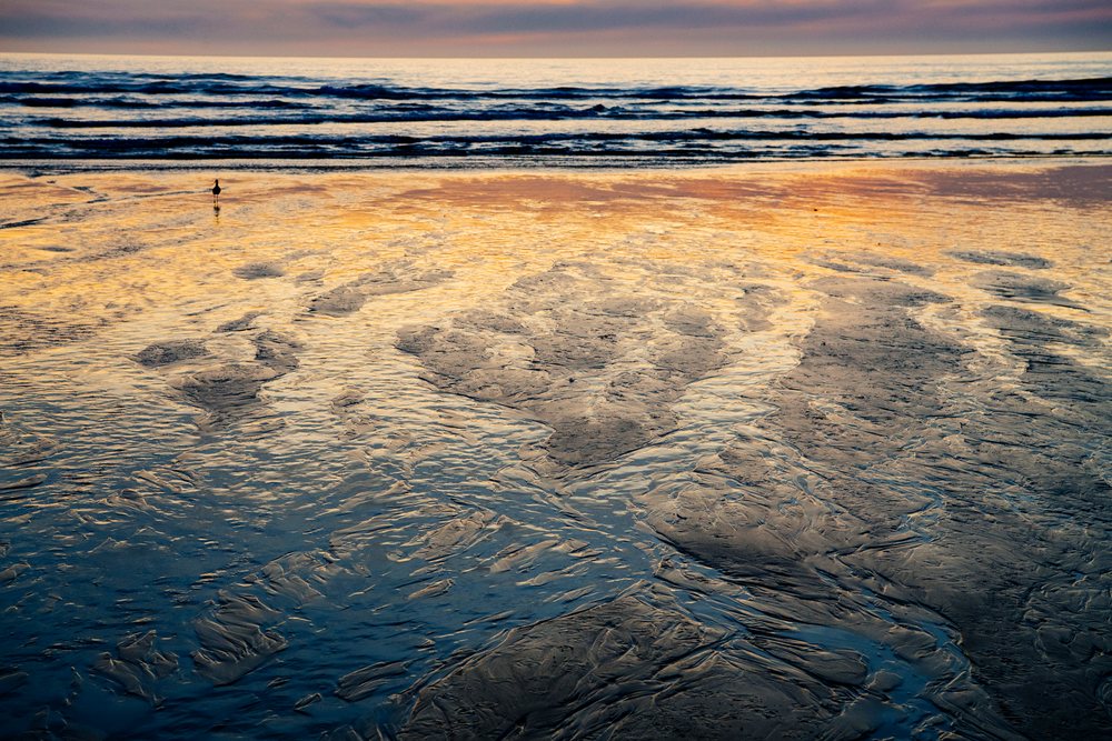 Sunset over beach with waves and bird by the ocean shore in Oregon