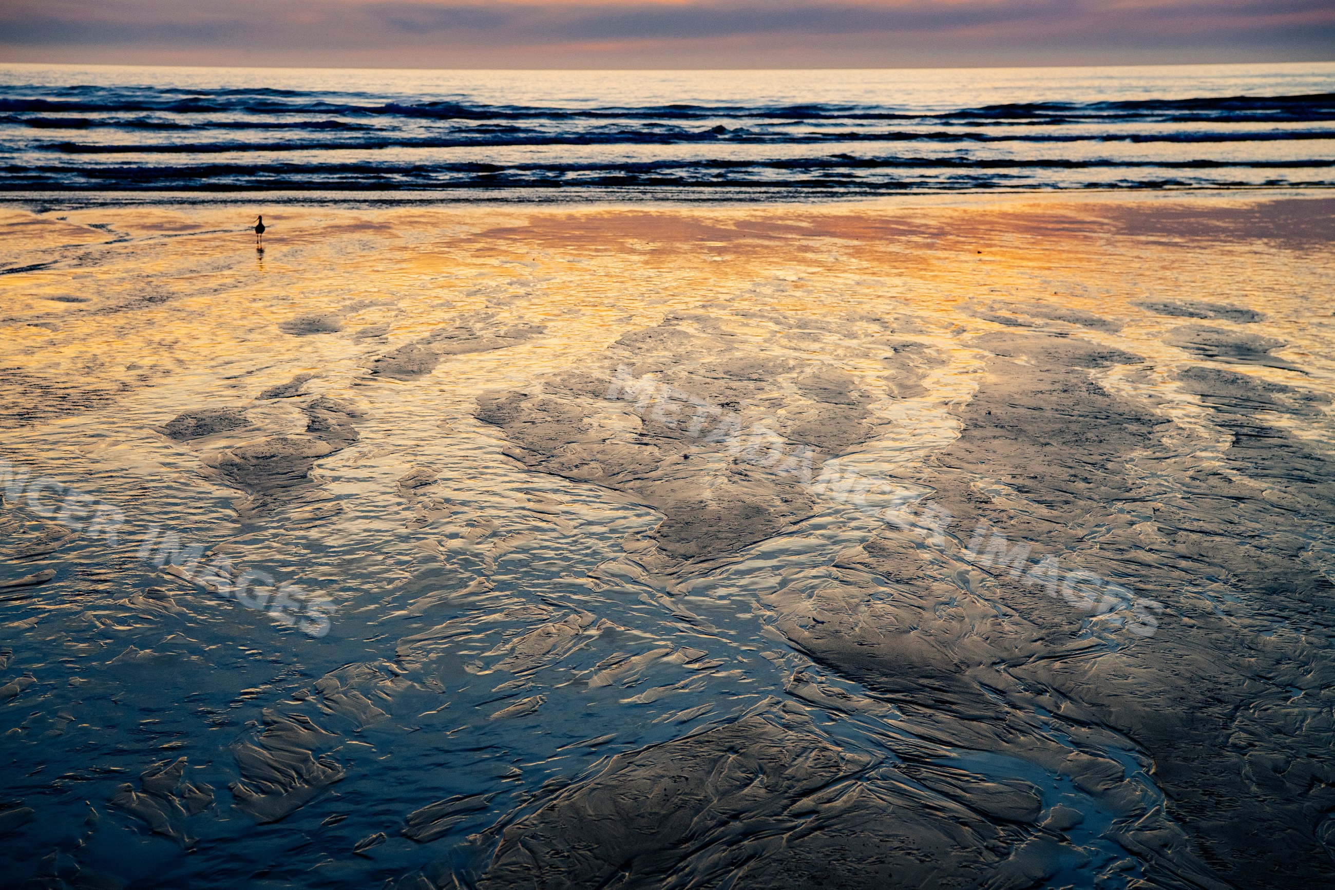 Sunset over beach with waves and bird by the ocean shore in Oregon