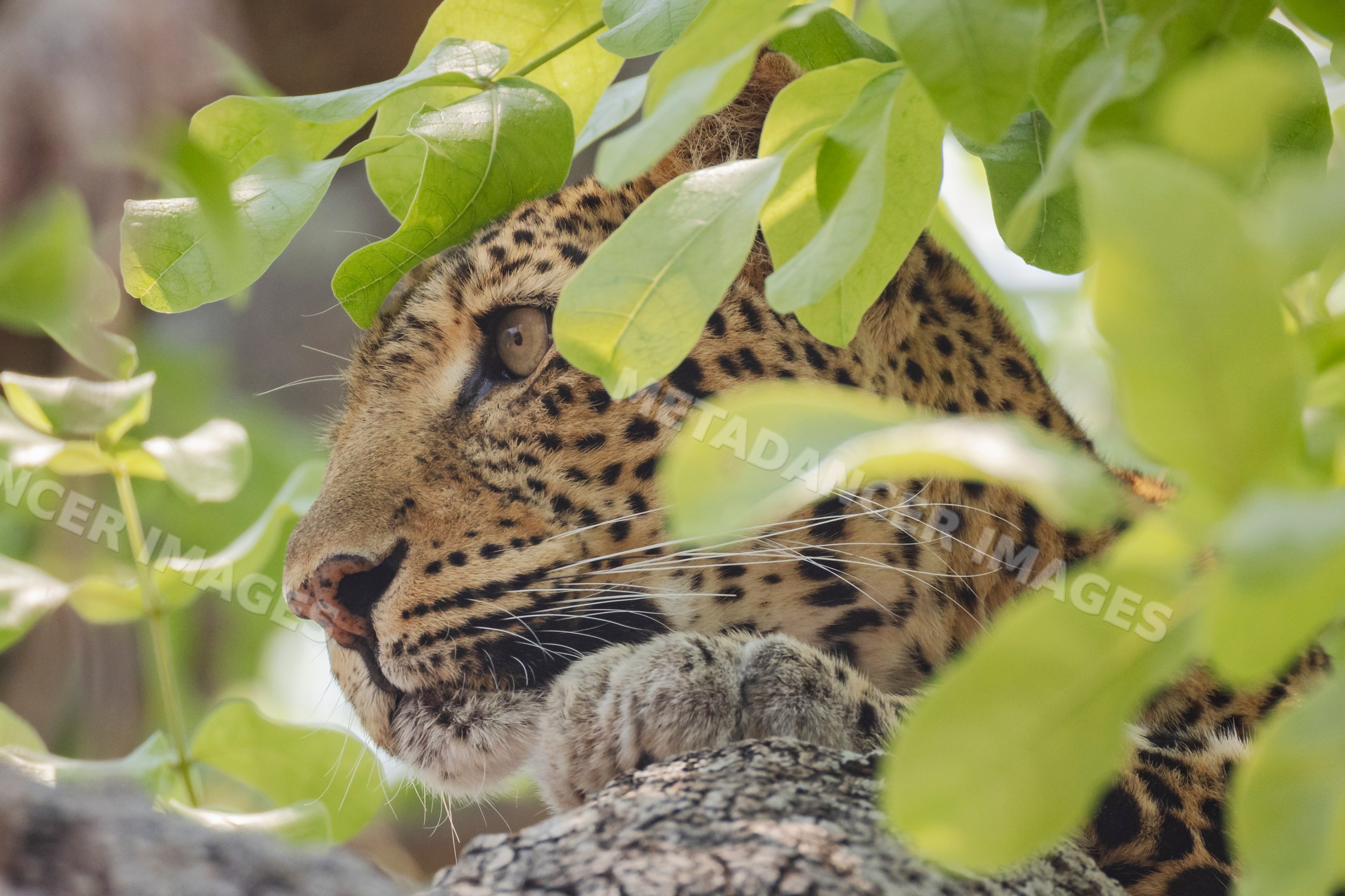 Leopard resting on Sausage Tree branch in South Luangwa national park