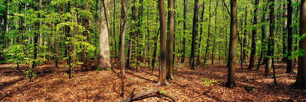 Beech tree forest with sunlight filtering