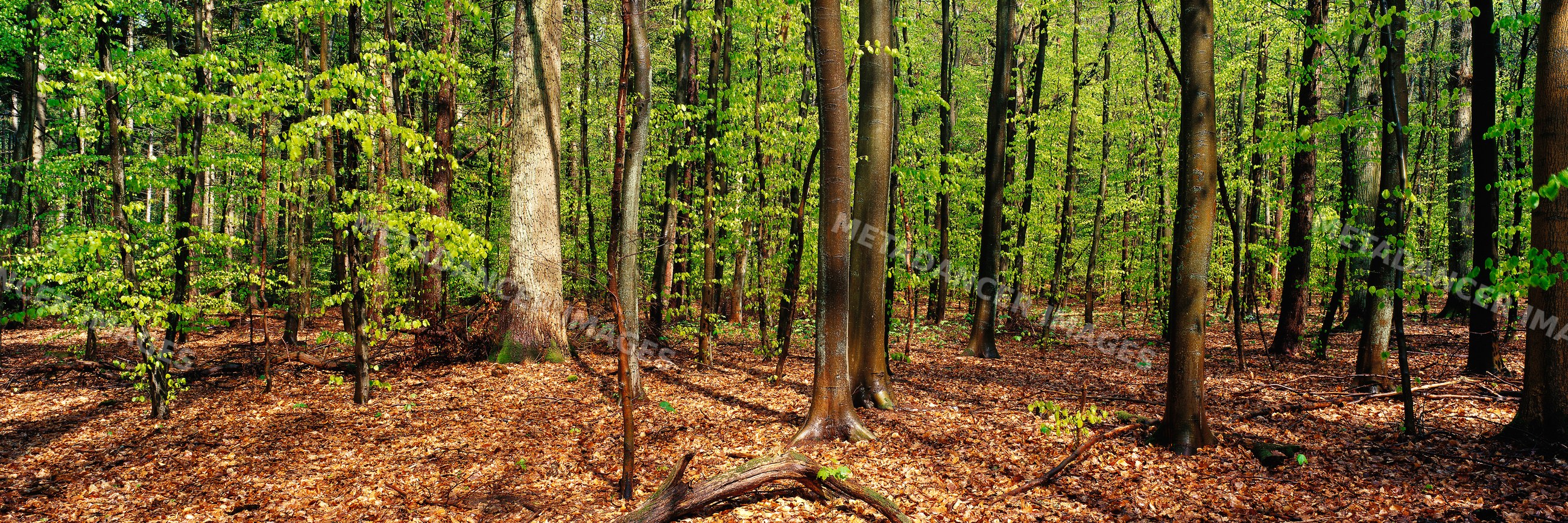Beech tree forest with sunlight filtering