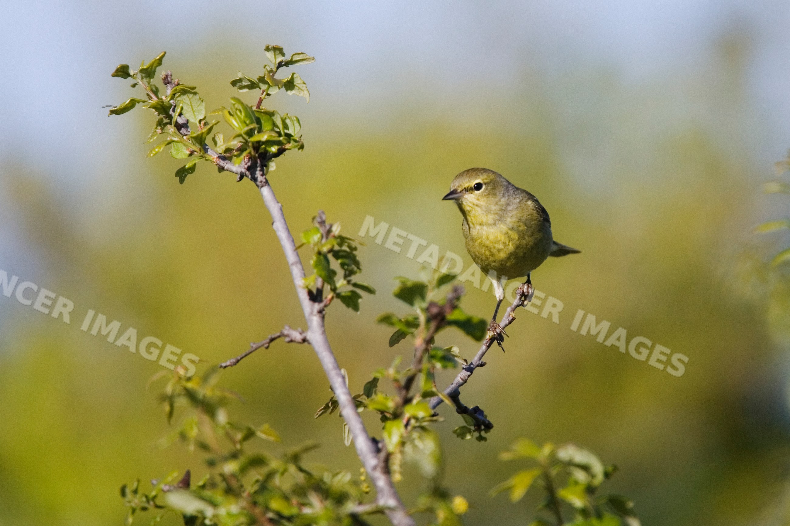 Warbler bird perched on tree branch in Texas wildlife