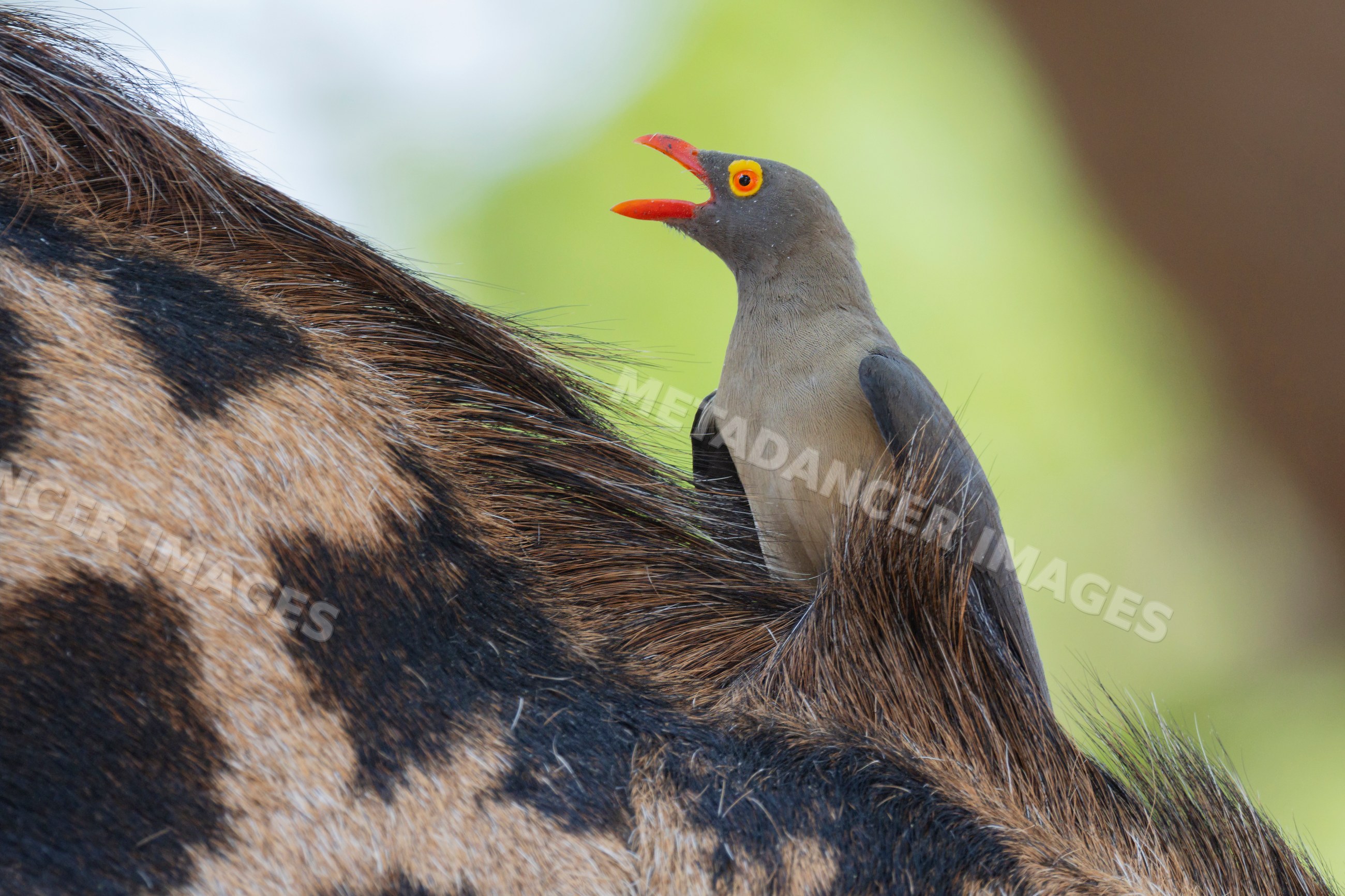 Red-Billed Oxpecker perched on game animal in a park