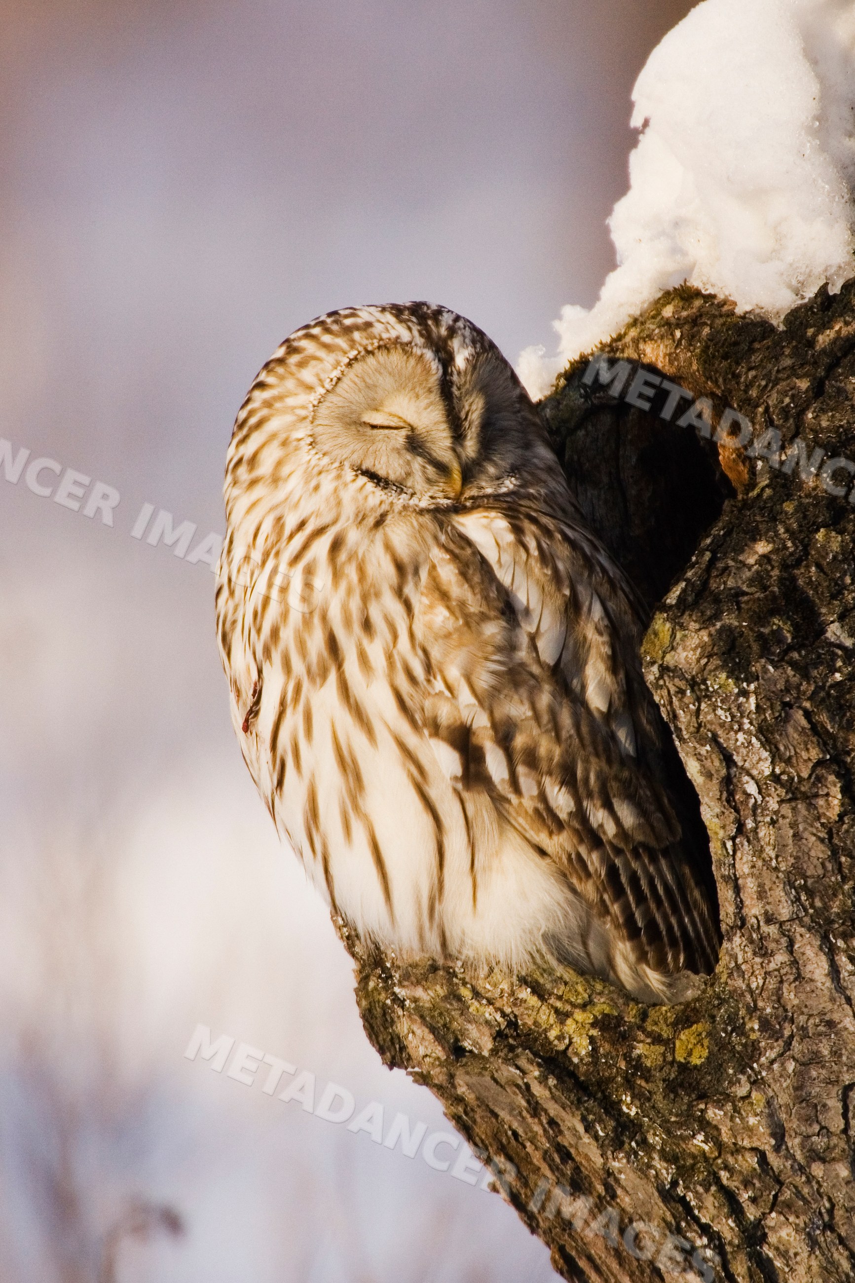 Ural owl resting on snow-covered tree in Japan winter