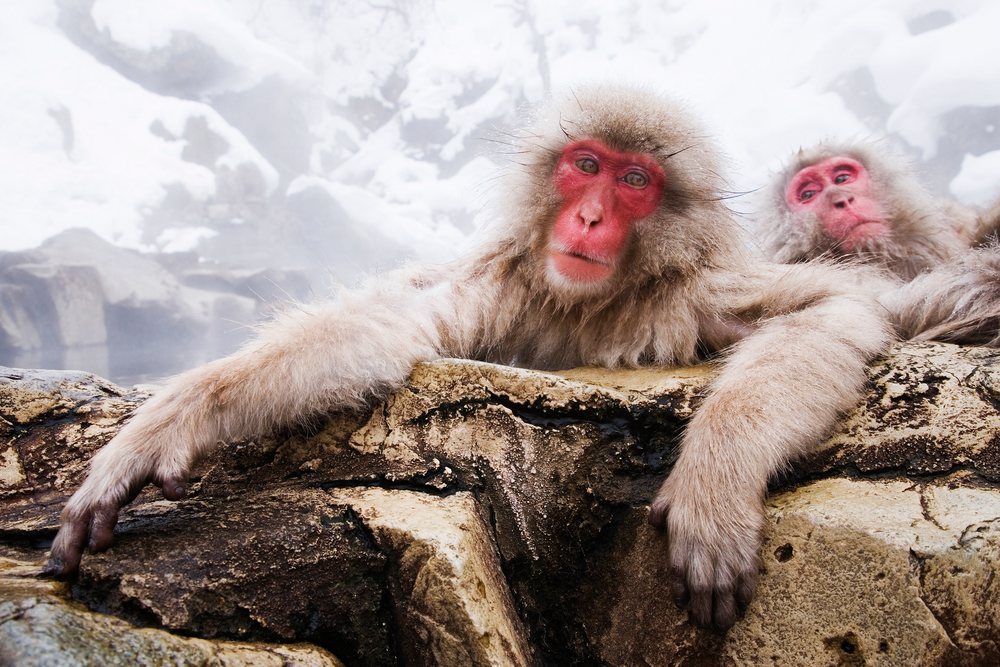 Japanese macaques relaxing near hot spring in snowy Japan