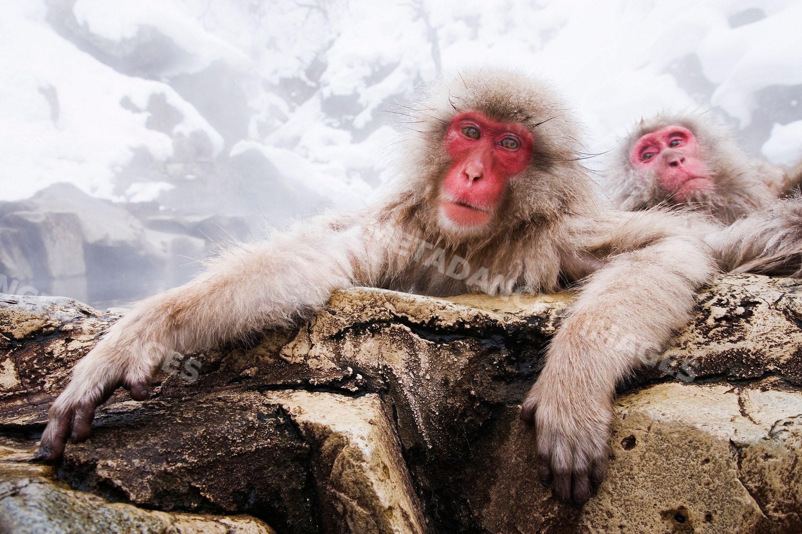 Japanese macaques relaxing near hot spring in snowy Japan
