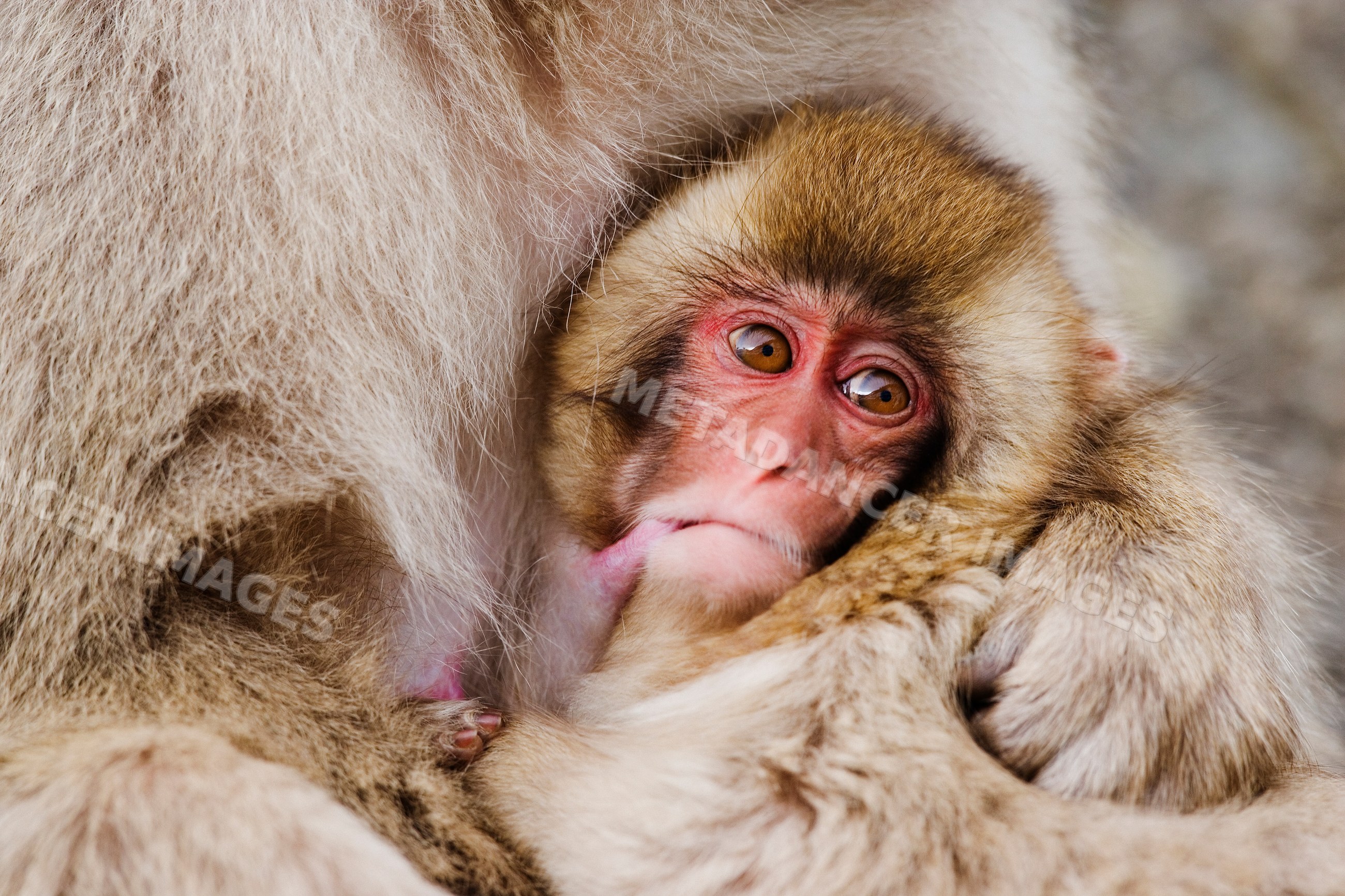 Japanese macaque baby nursing from mother in Japan winter