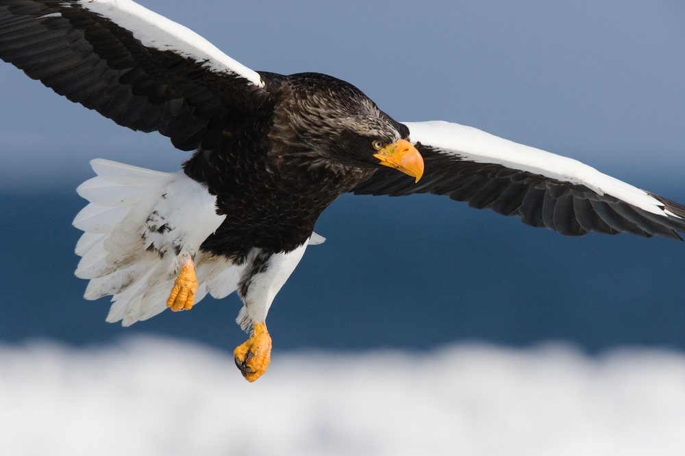 Steller's sea eagle in flight over nemuro channel, hokkaido, japan