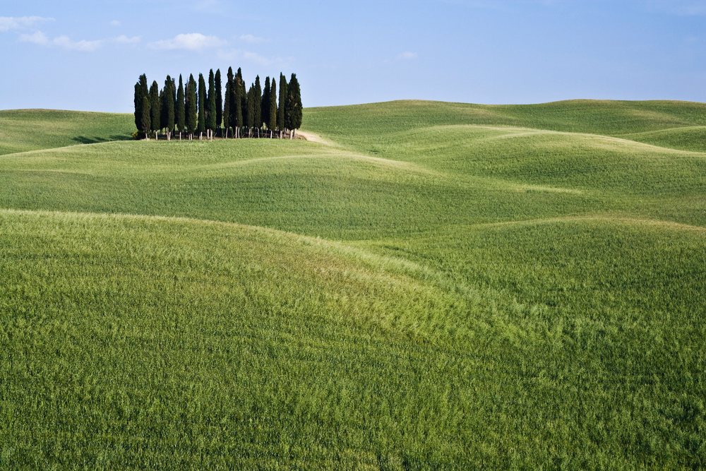 Cypress tree grove on rolling hills italy landscape
