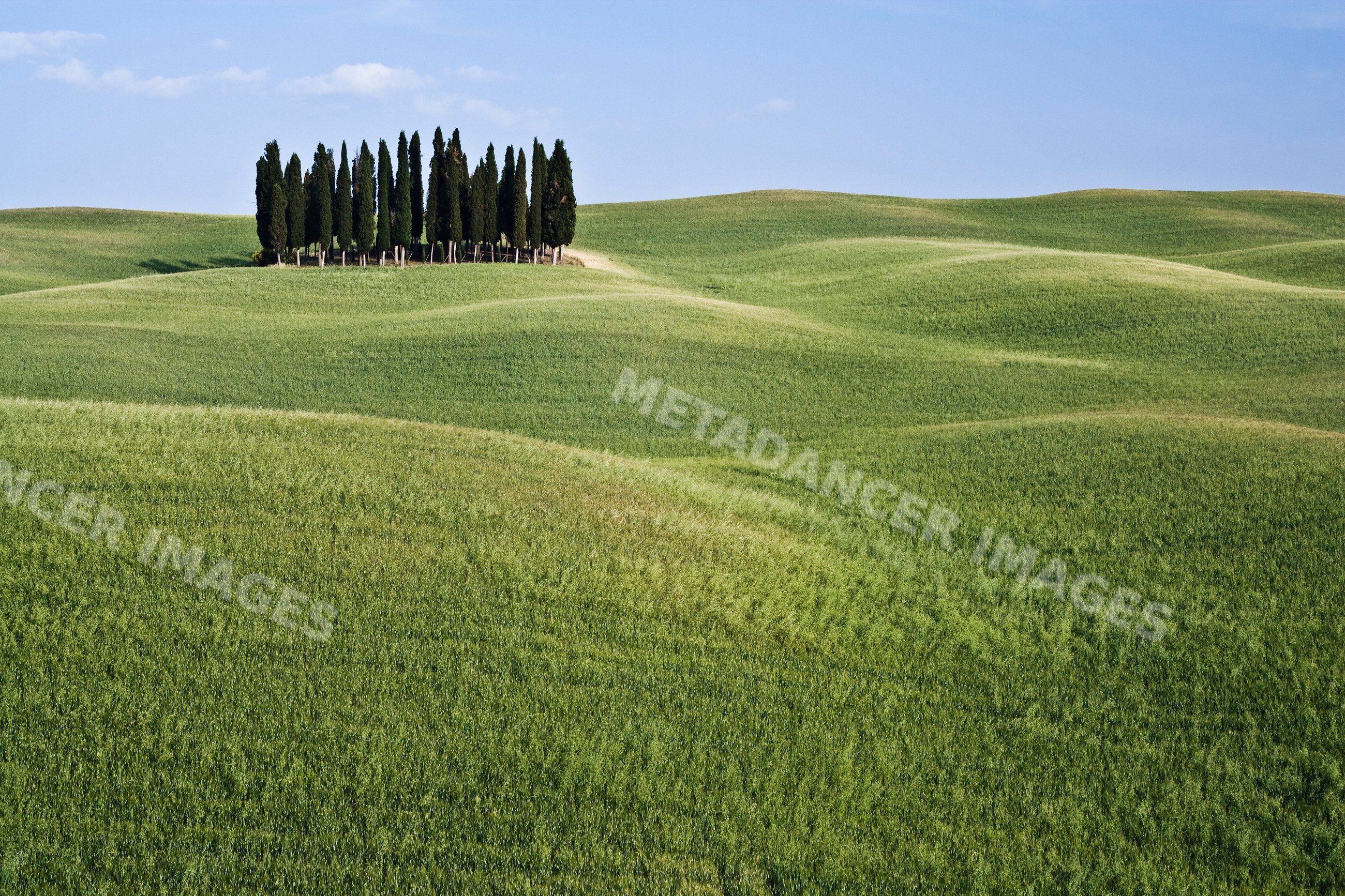 Cypress tree grove on rolling hills italy landscape
