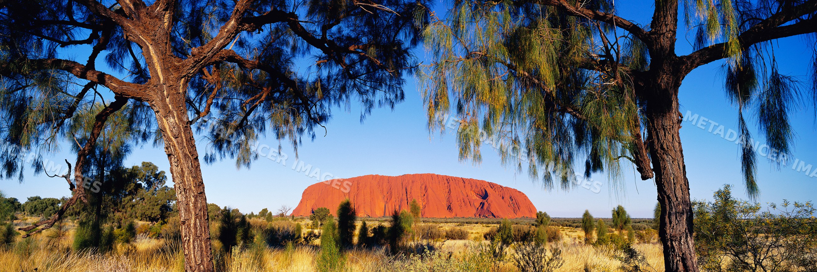 Ayers rock uluru desert landscape with native trees