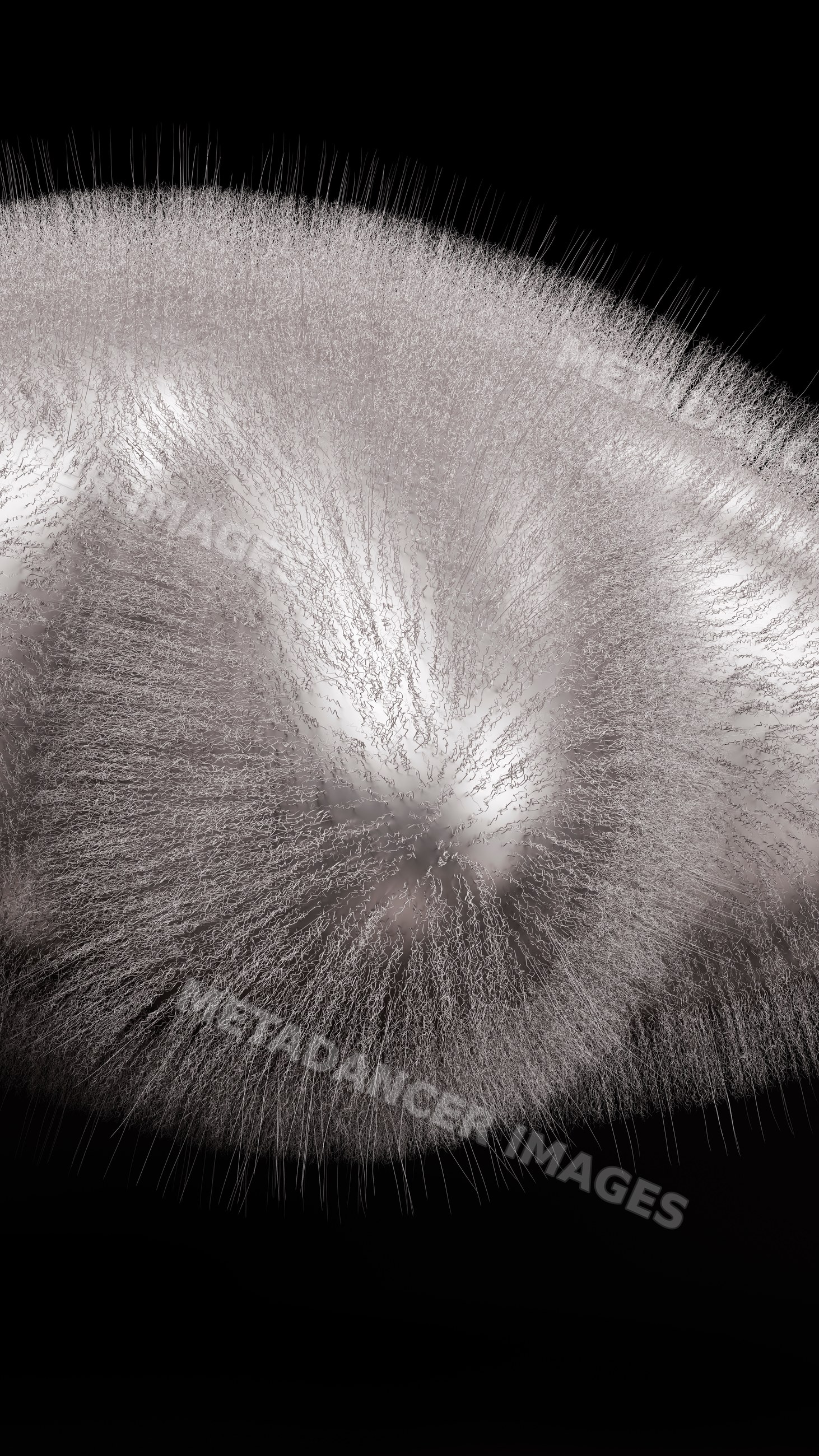 White fungal mold growth with detailed mycelium thread structures